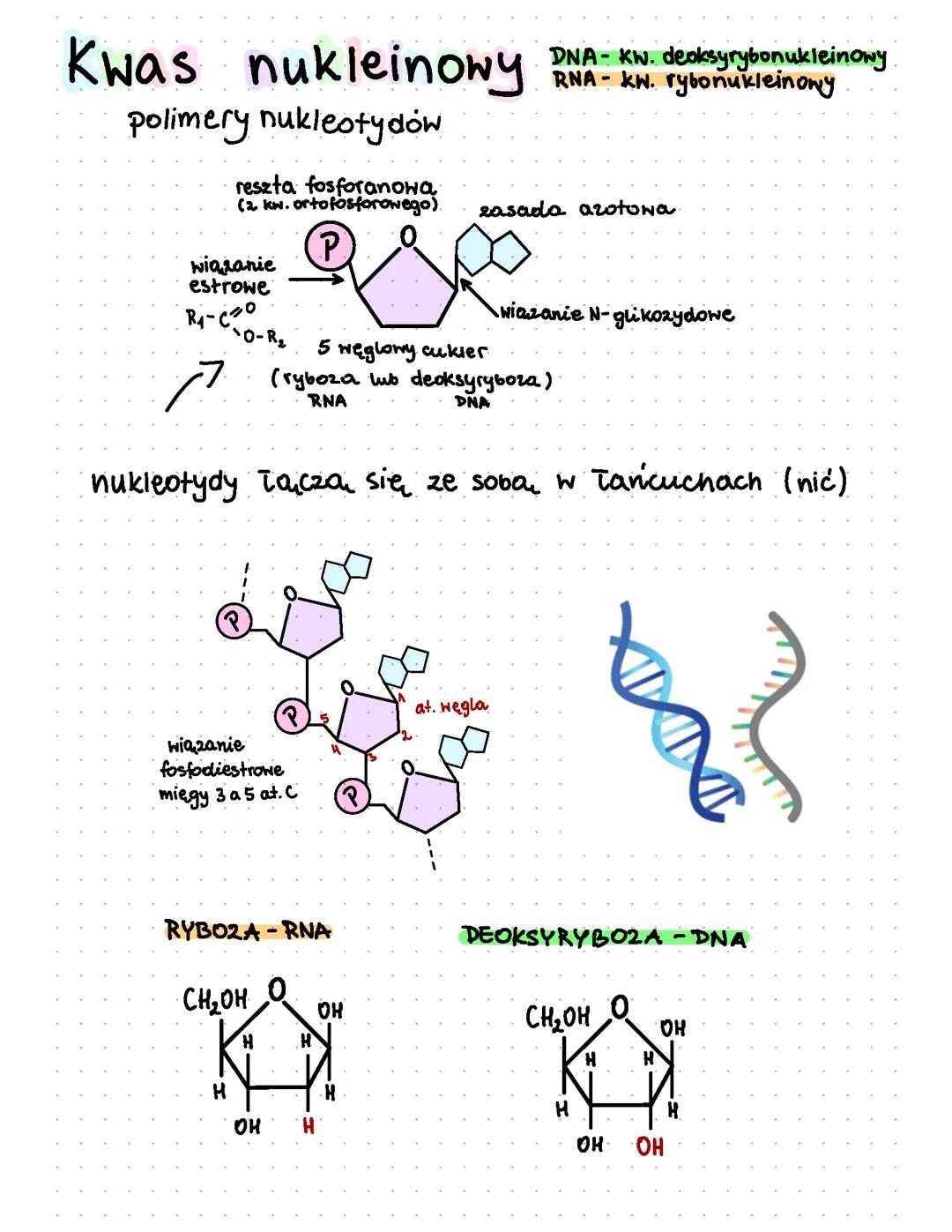 Kwas nukleinowy DNA i RNA