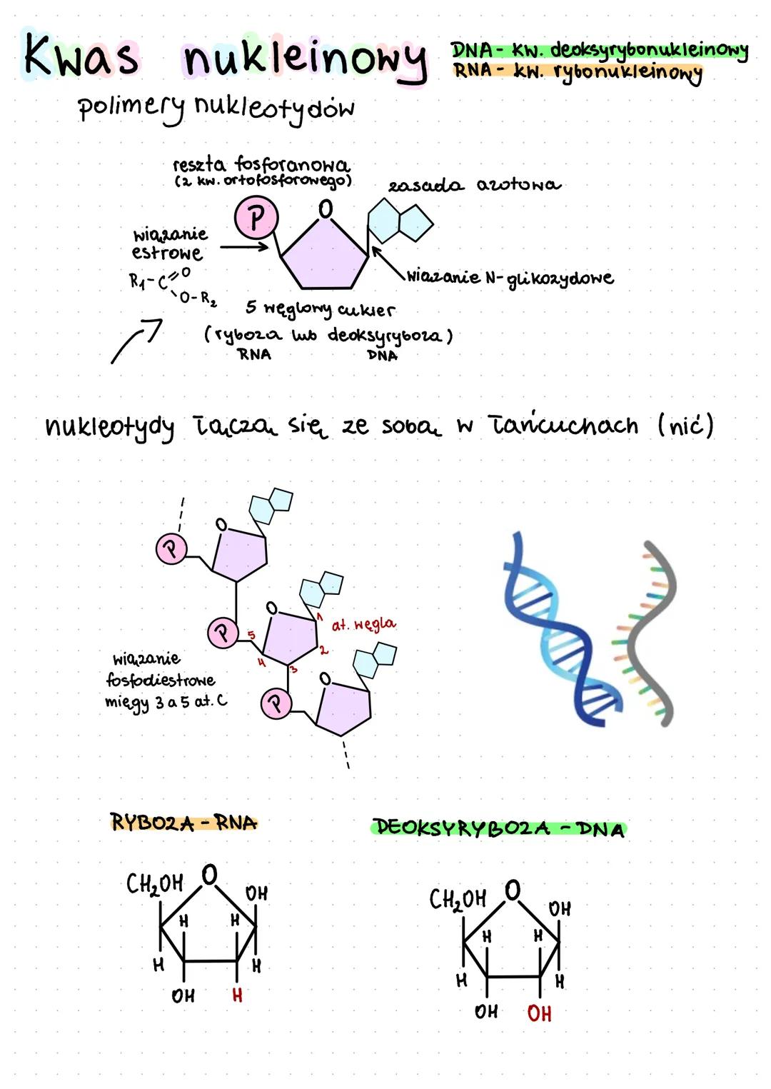 Kwas nukleinowy DNA-KW. deoksyrybonukleinowy
polimery nukleotydow
reszta fosforanowa.
(2 kw. ortofosforowego).
wiązanie
estrowe
R₁-Co
در
P
R