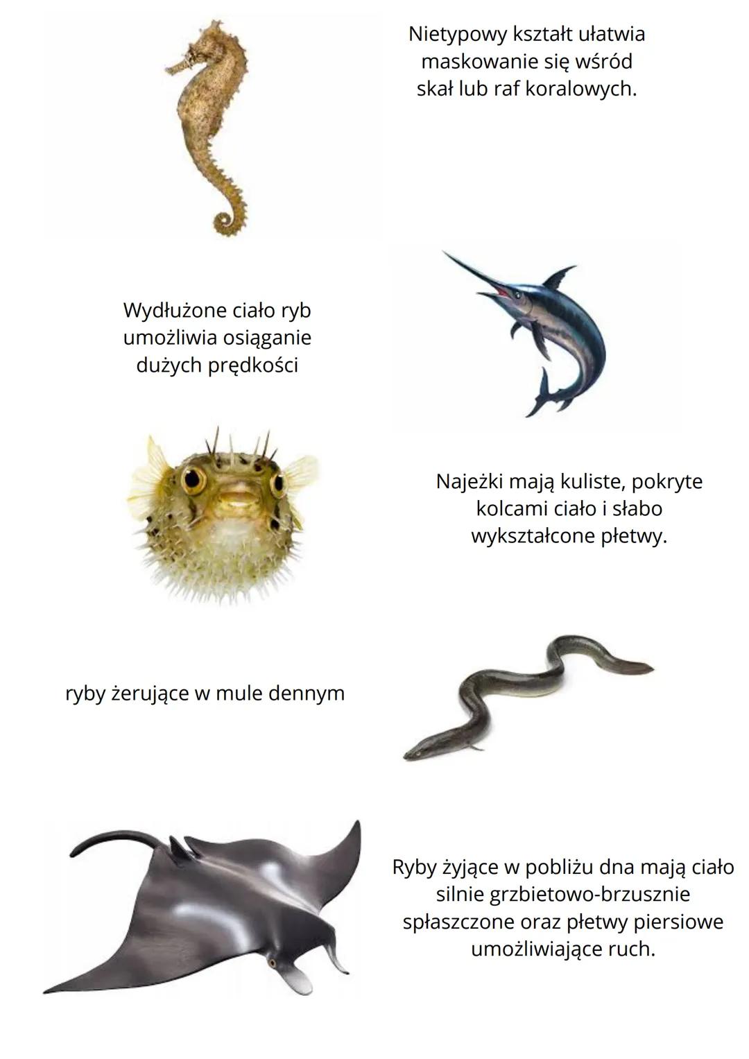 # Ryby żuchwowce pierwotnie wodne
## Budowa ciała ryb
Większość ryb ma ciało bocznie spłaszczone i wrzecionowaty kształt. Dzięki temu
łatw