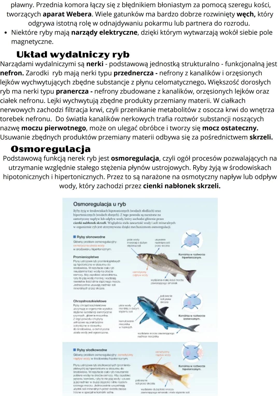 # Ryby żuchwowce pierwotnie wodne
## Budowa ciała ryb
Większość ryb ma ciało bocznie spłaszczone i wrzecionowaty kształt. Dzięki temu
łatw