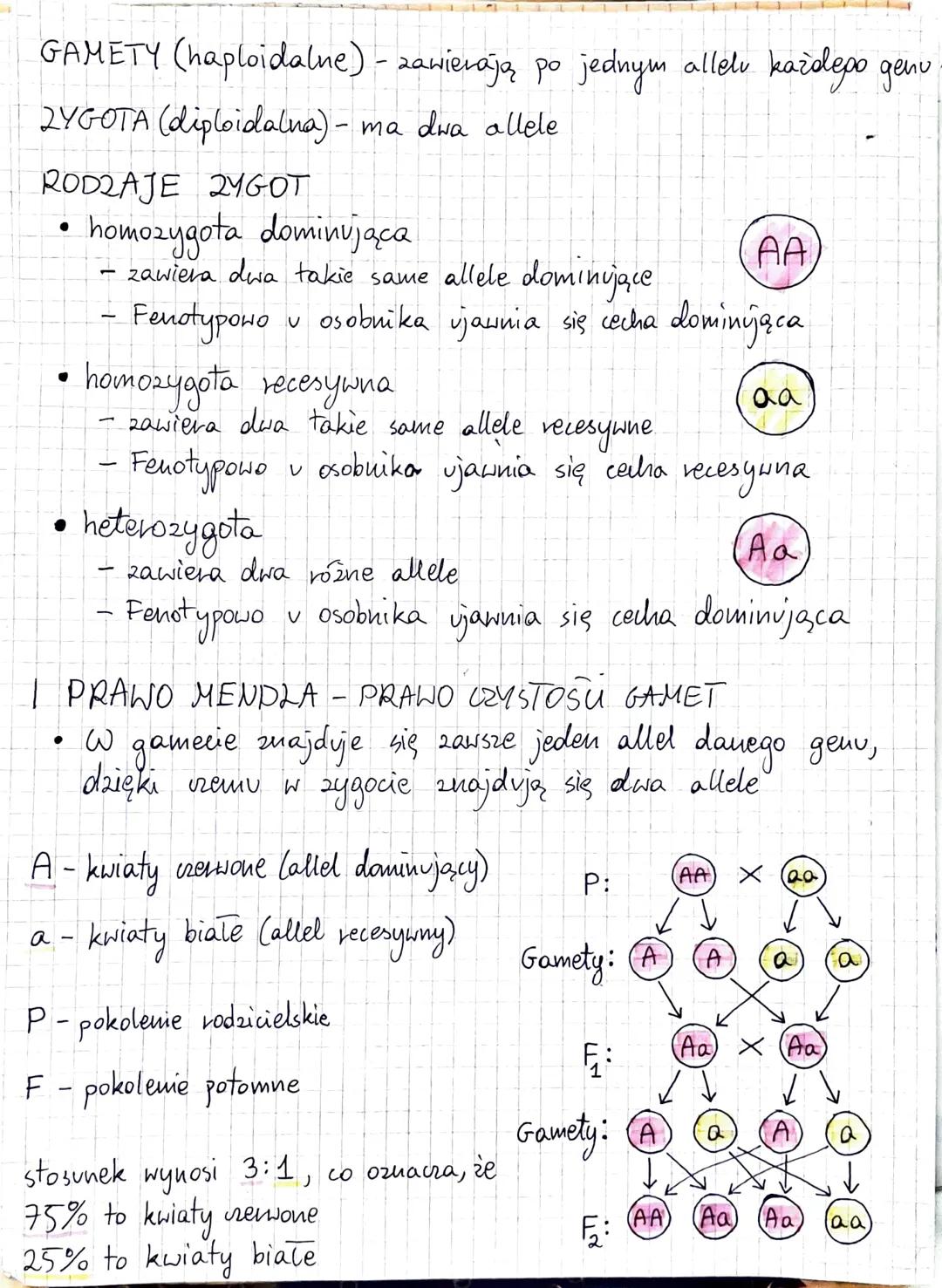 2.1. I PRAWO MENDLA. KRZYŻÓWKA TESTOWA
GENOTYP - zespół wszystkich genów występujących w organizmie
FENOTYP - wszystkie widoczne cechy org