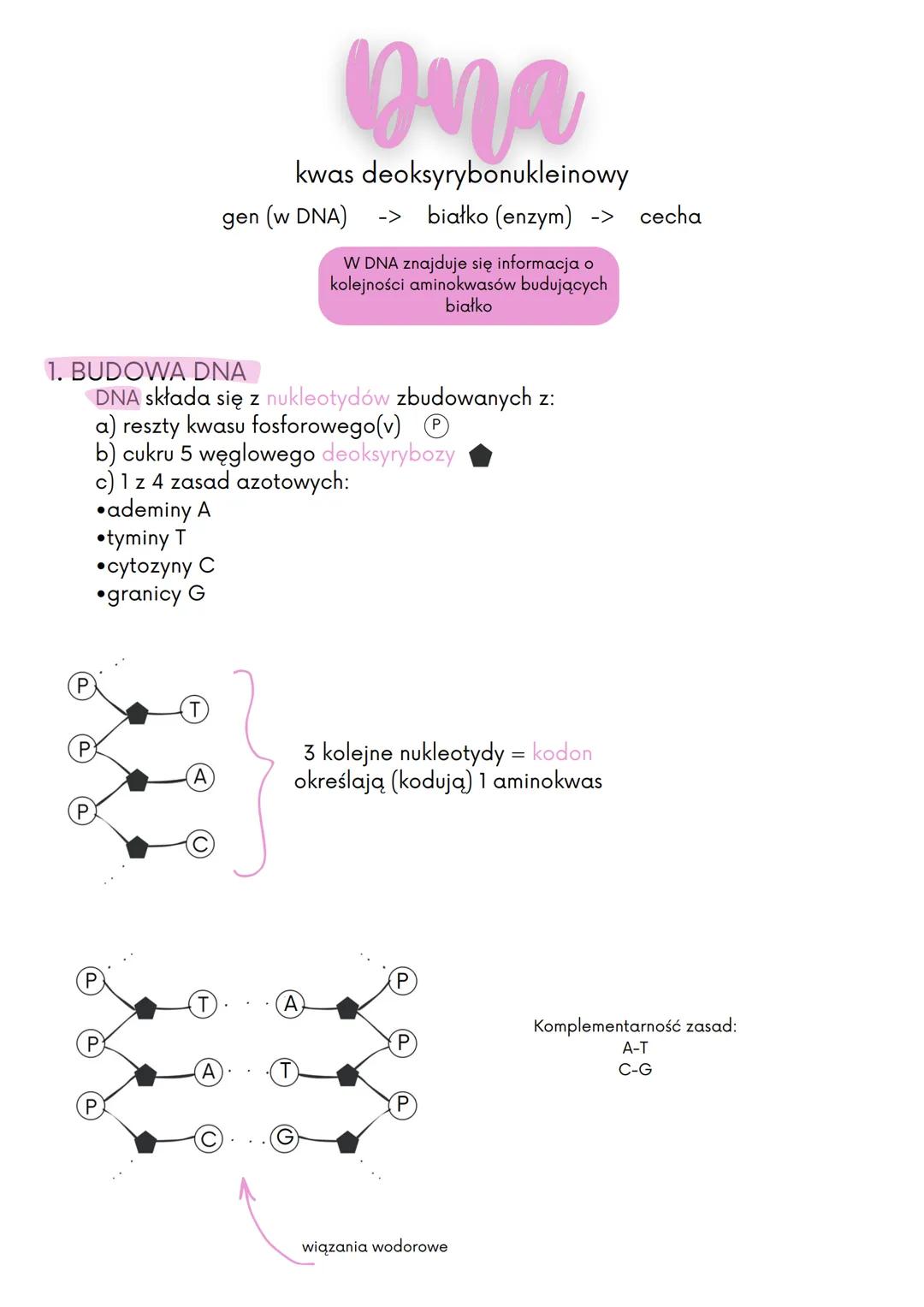 # ona
kwas deoksyrybonukleinowy
gen (w DNA) -> białko (enzym) -> cecha
W DNA znajduje się informacja o
kolejności aminokwasów budujących