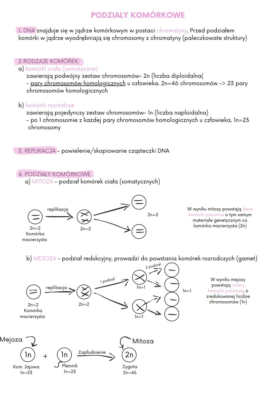 # ona
kwas deoksyrybonukleinowy
gen (w DNA) -> białko (enzym) -> cecha
W DNA znajduje się informacja o
kolejności aminokwasów budujących