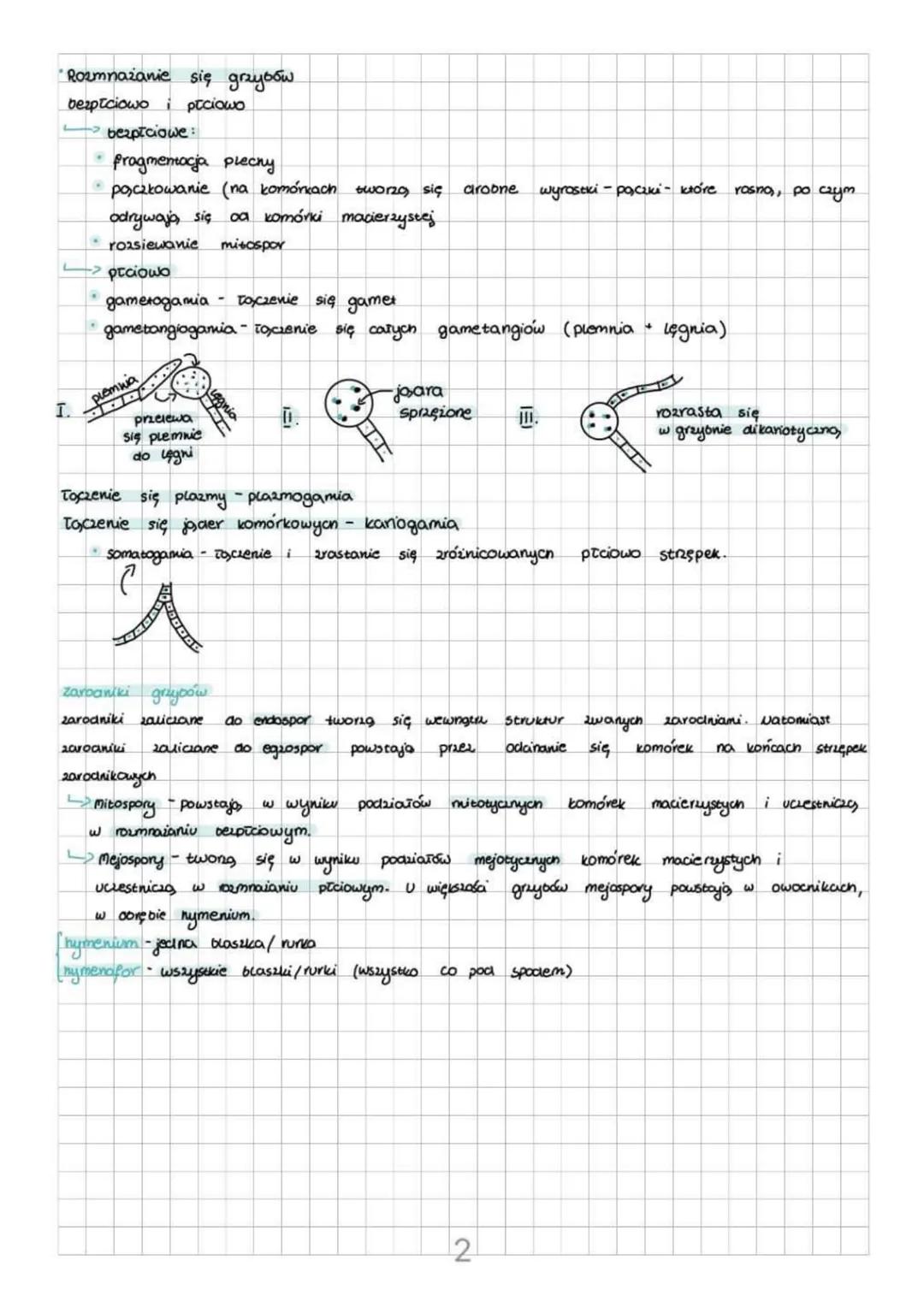 Grzyby neterotroficzne beztkankowce
• Budowa komórek grzybów
Komórki grzybów so, otoczone ściano, komórkowo,, której głównym składnikiem je