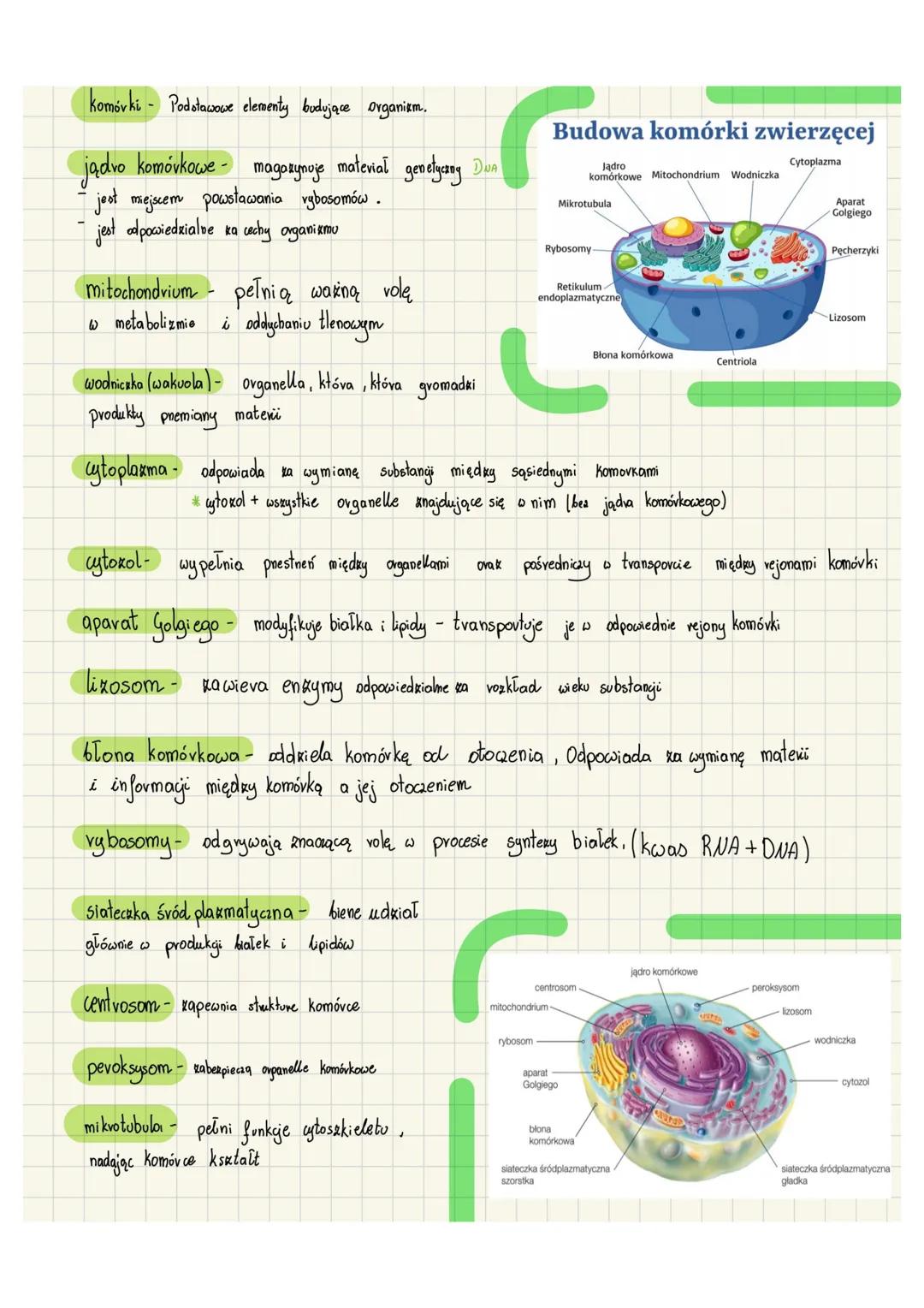 # komórki - Podstawowe elementy budujące organizm.
jądro komórkowe - magazynoje material genetycang Dun
- jest miejscem powstawania rybosom