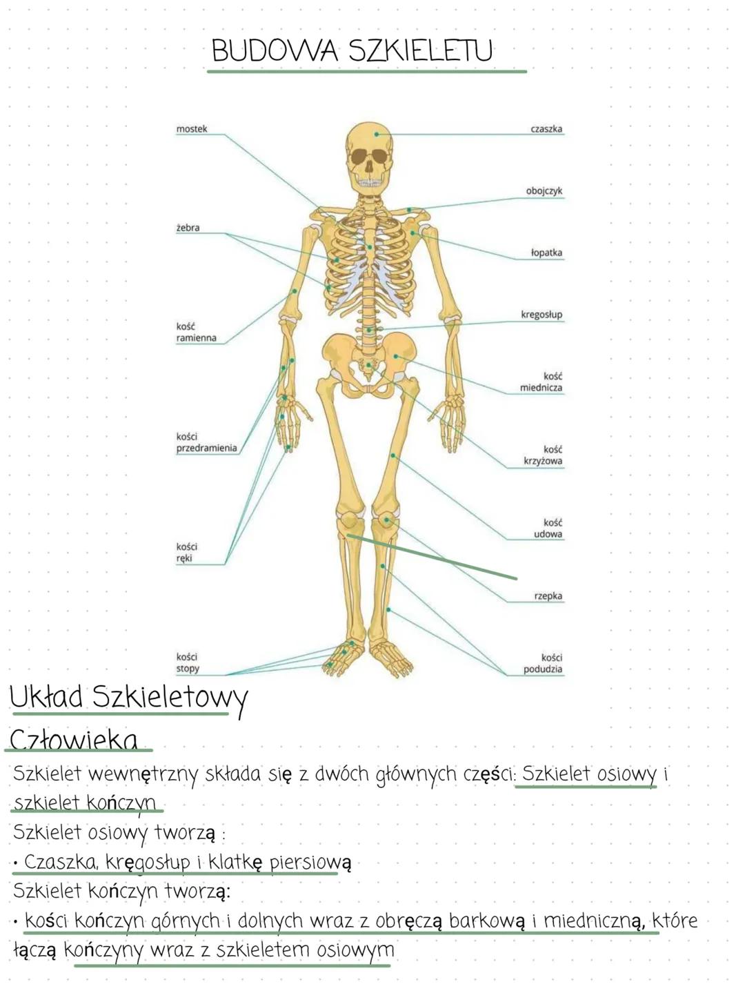 # Biologia Aparat Ruchu i Budowa
szkieletu
Aparat ruchu. budowa
szkieletu
Układ szkieletowy
- dźwiga ciężar całego ciała
- nadaje organizm