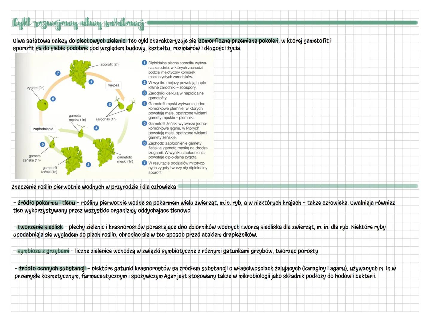 - krasnorosty, zielenice
Rosling pierwotnie wodre
- organizmy autotroficzne, które przeprowadzają fotosyntezę oksygeniczną
- przypominają po