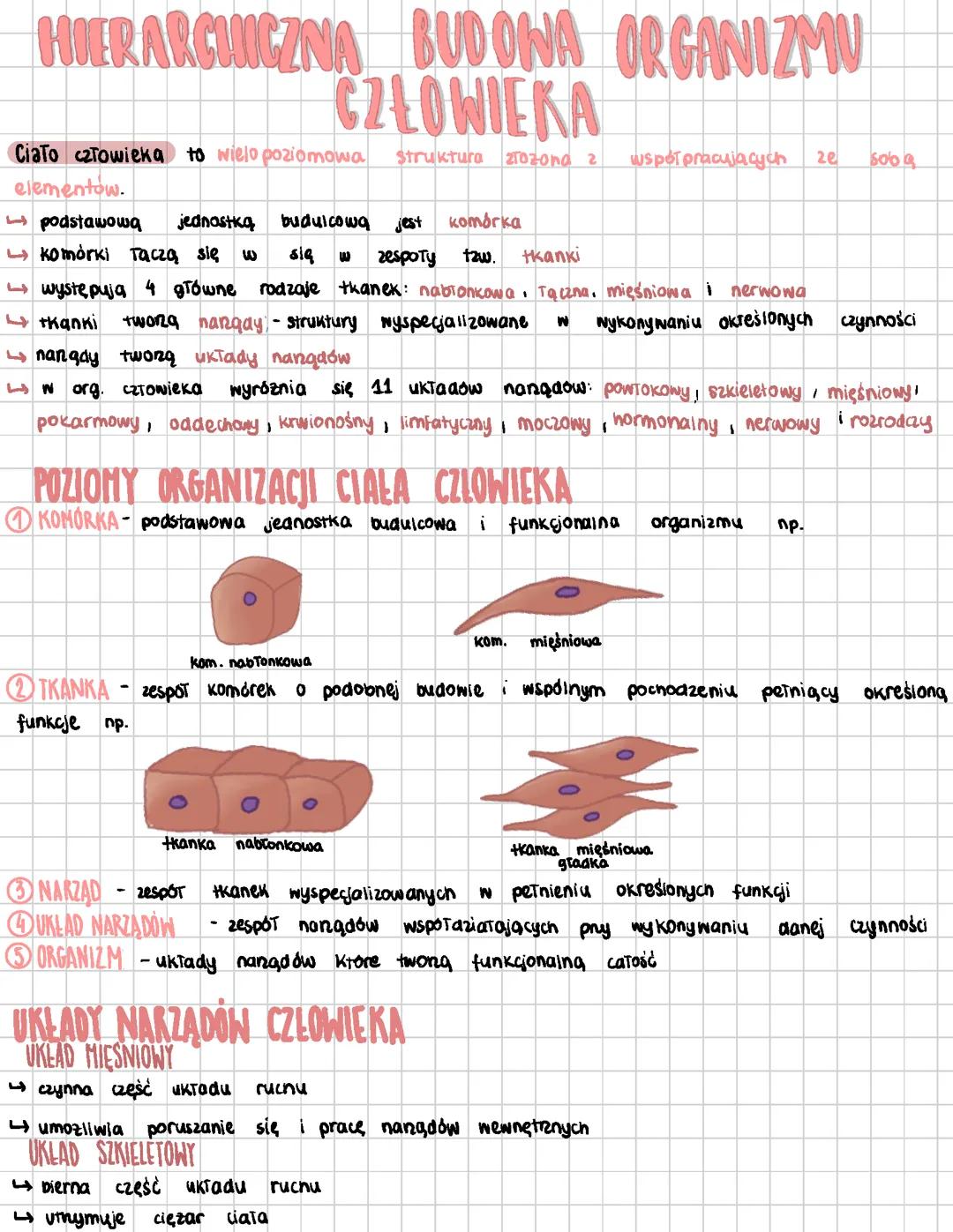 Hierarchiczna  budowa organizmu człowieka