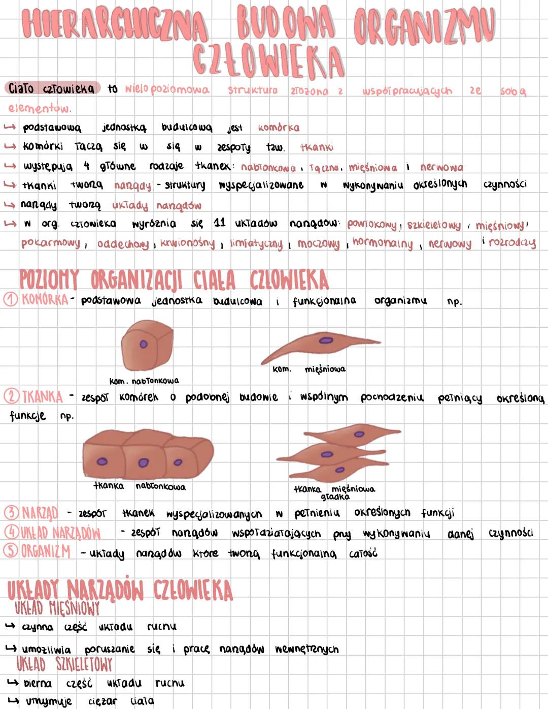 HIERARCHICZNA BUDOWA ORGANIZMU
CZŁOWIEKA
Ciało człowieka to wielo poziomowa Struktura 2TOzona 2 współpracujacych 2e Soba
elementów.
- podsta