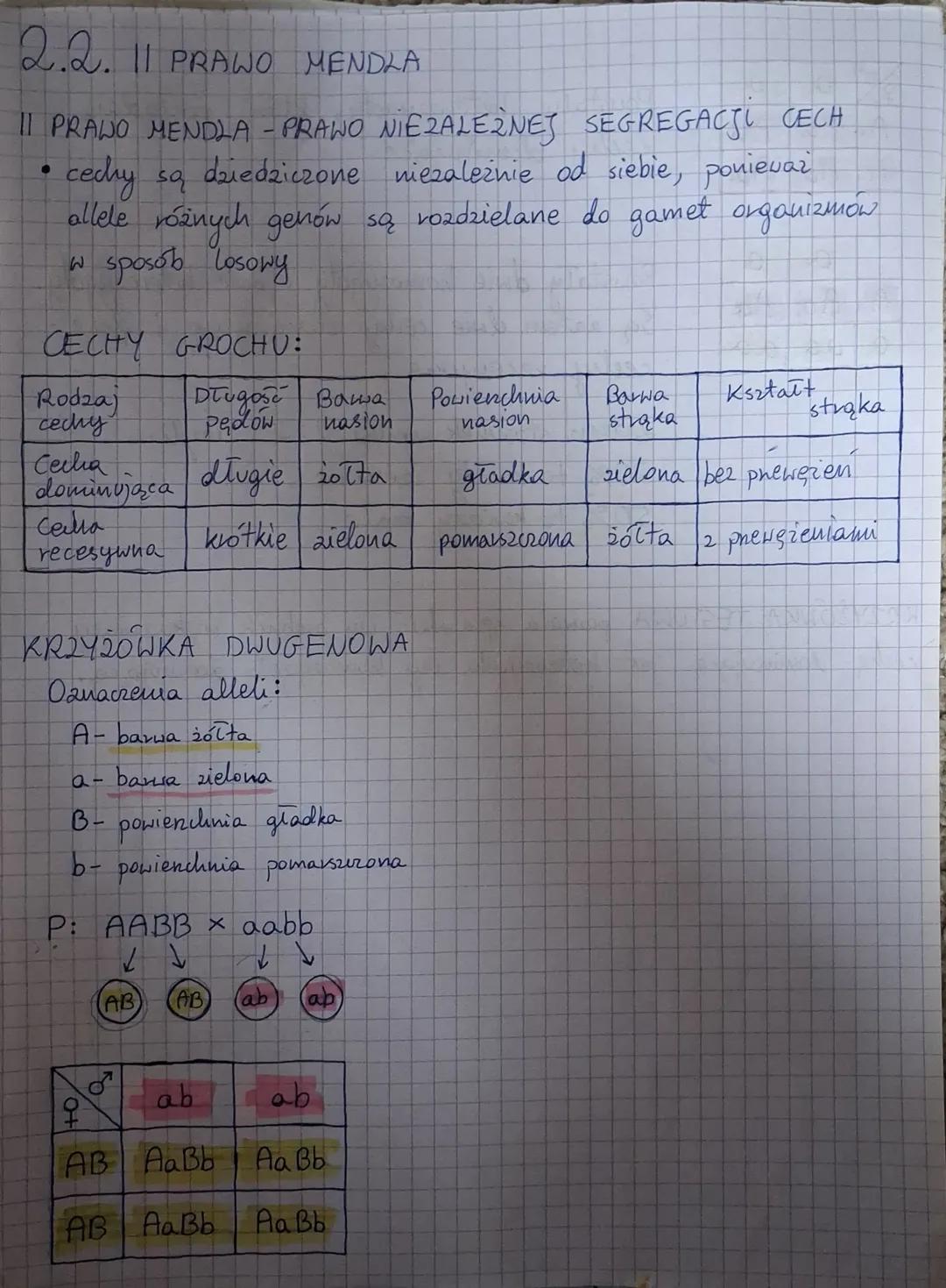 2.2. 11 PRAWO MENDLA
11 PRAWO MENDLA - PRAWO NIEZALEŻNEJ SEGREGACJI CECH
* cechy są dziedziczone niezależnie od siebie, ponieważ
allele r