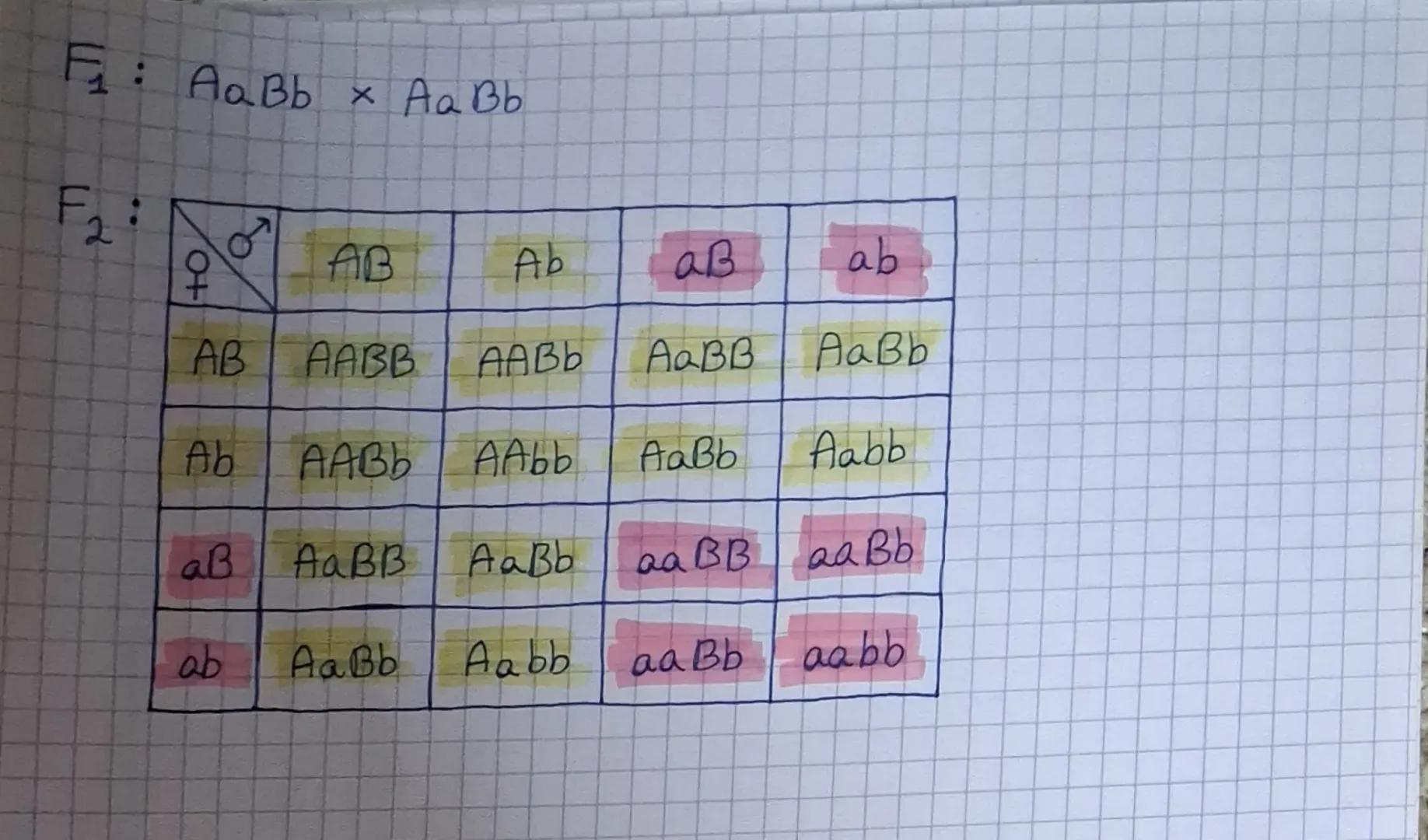 2.2. 11 PRAWO MENDLA
11 PRAWO MENDLA - PRAWO NIEZALEŻNEJ SEGREGACJI CECH
* cechy są dziedziczone niezależnie od siebie, ponieważ
allele r