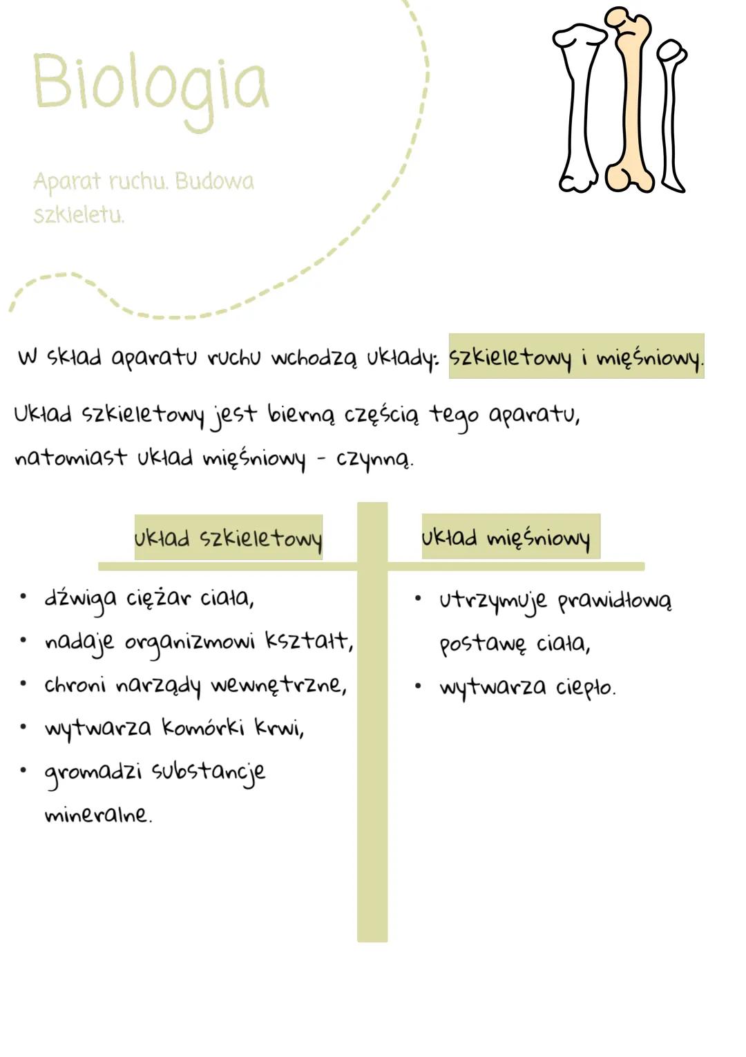 Biologia
Aparat ruchu. Budowa
szkieletu.
W skład aparatu ruchu wchodzą układy: szkieletowy i mięśniowy.
Układ szkieletowy jest biemą częścią