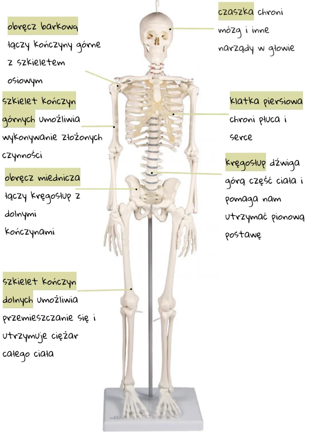 Biologia
Aparat ruchu. Budowa
szkieletu.
W skład aparatu ruchu wchodzą układy: szkieletowy i mięśniowy.
Układ szkieletowy jest biemą częścią