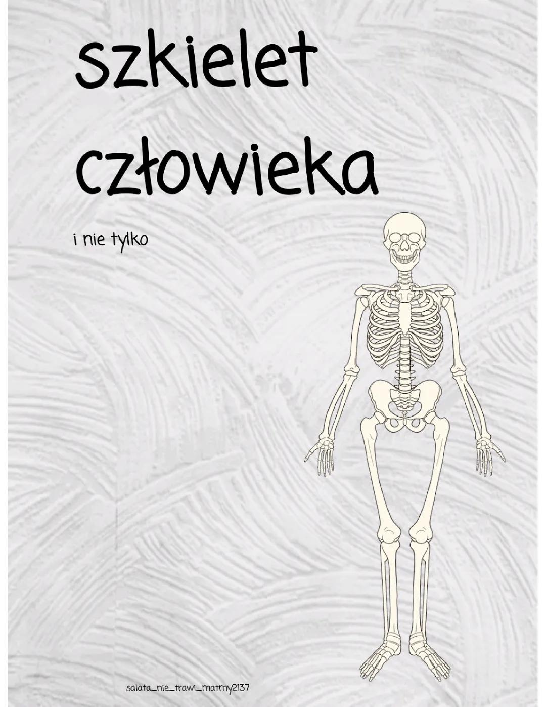 szkielet człowieka i nie tylko