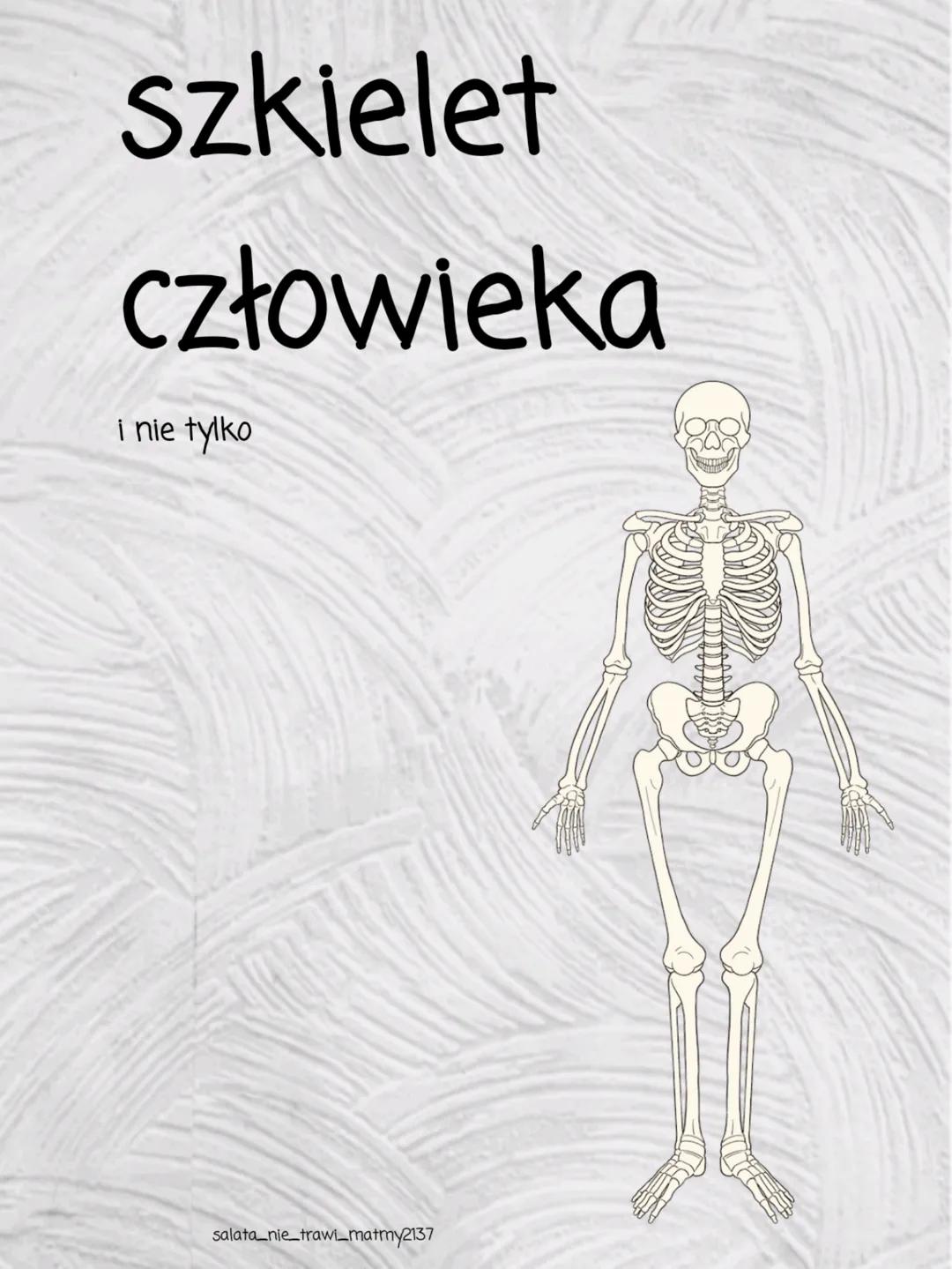 szkielet
człowieka
i nie tylko
salata nie trawi_matmy2137 SZKIELET
CZŁOWIEKA
Szkielet człowieka to złożona struktura, która odgrywa
kluczową