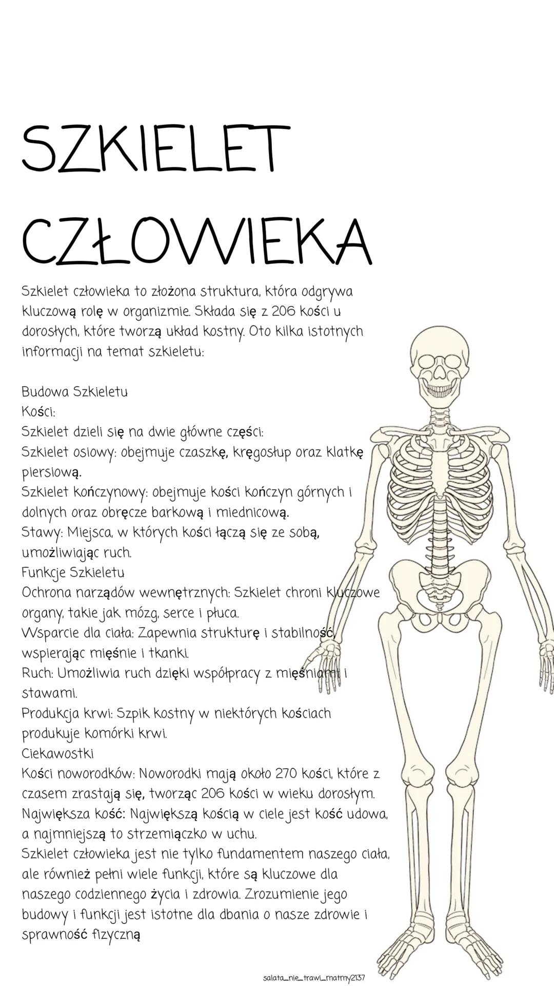 szkielet
człowieka
i nie tylko
salata nie trawi_matmy2137 SZKIELET
CZŁOWIEKA
Szkielet człowieka to złożona struktura, która odgrywa
kluczową