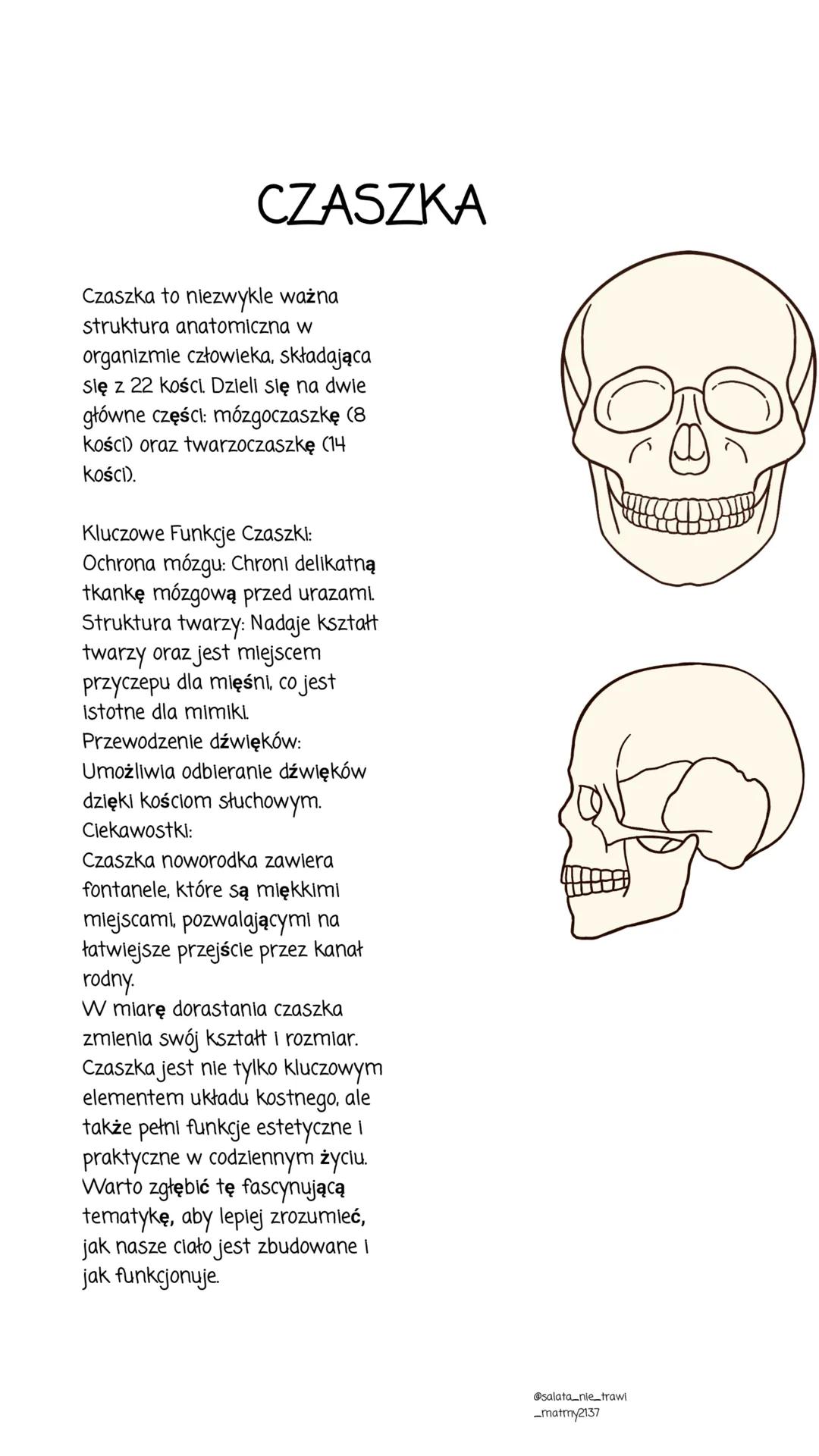 szkielet
człowieka
i nie tylko
salata nie trawi_matmy2137 SZKIELET
CZŁOWIEKA
Szkielet człowieka to złożona struktura, która odgrywa
kluczową