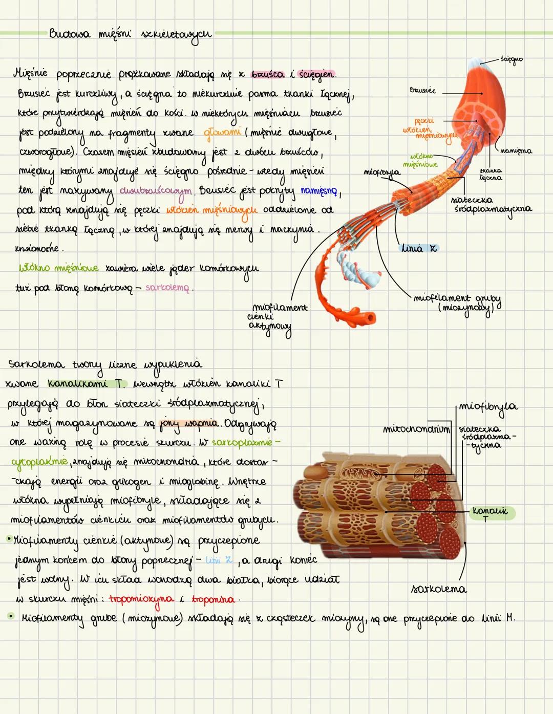 # Budowa mięśni szkieletowyou
Mięśnie poprzecznie prożkowane składają się z bauśca i ścięgien.
Brusiec jest kurokliwy, a ścięgna to niekurc