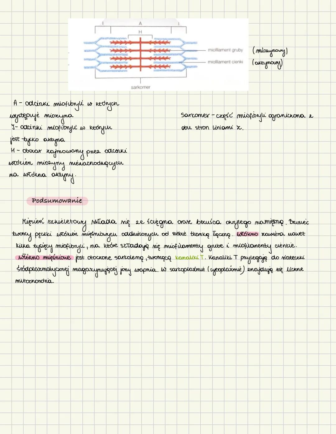 # Budowa mięśni szkieletowyou
Mięśnie poprzecznie prożkowane składają się z bauśca i ścięgien.
Brusiec jest kurokliwy, a ścięgna to niekurc
