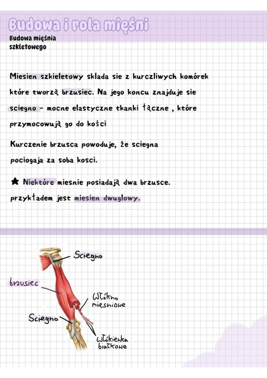 # BUDOWA I ROLA MIĘŚNO
Cechy tkanki
mięśniowej
Wszystkie mięśnie, zarówno jak i szkieletowe oraz
te które nie biorą udziału w poruszaniu si