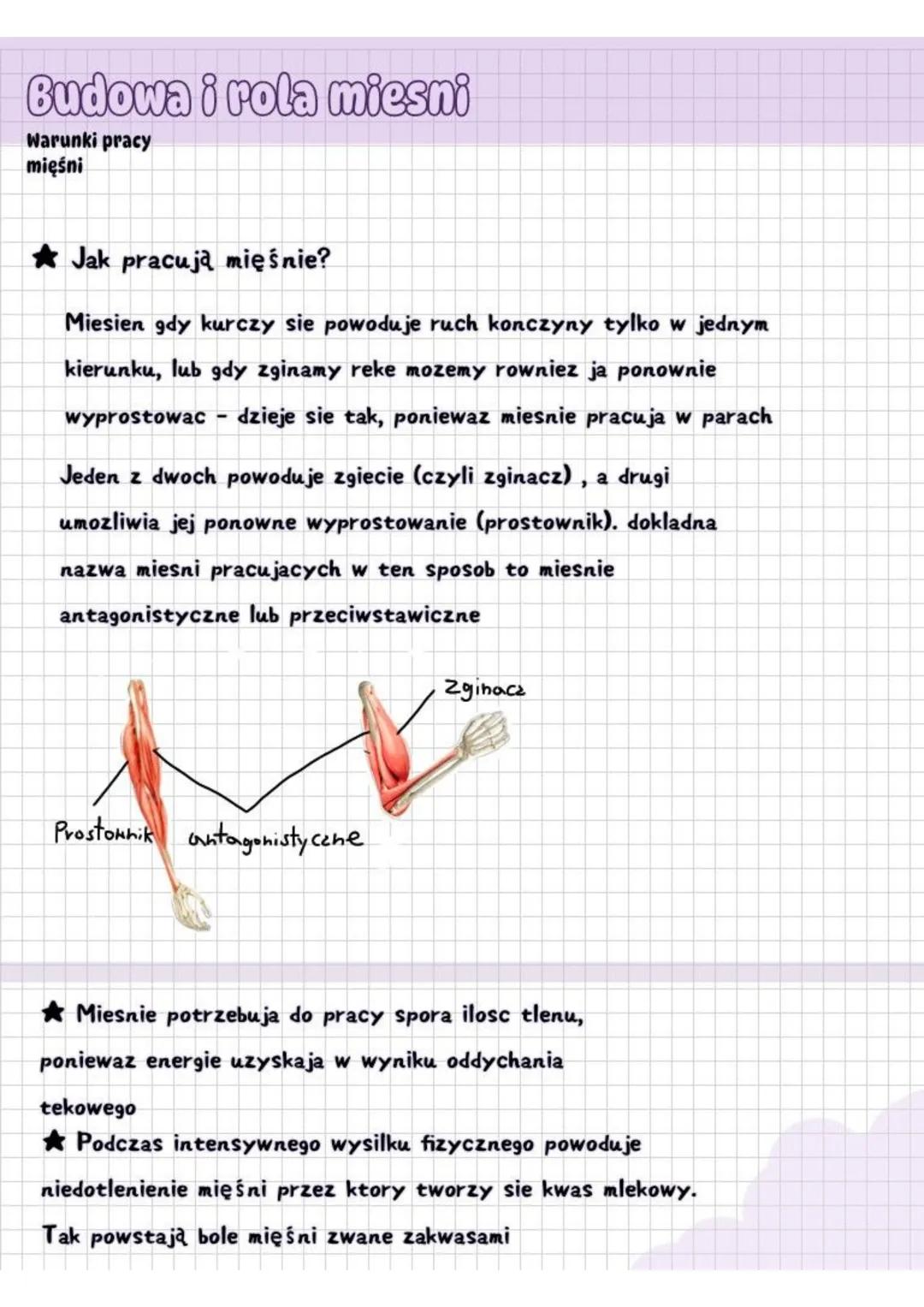 # BUDOWA I ROLA MIĘŚNO
Cechy tkanki
mięśniowej
Wszystkie mięśnie, zarówno jak i szkieletowe oraz
te które nie biorą udziału w poruszaniu si