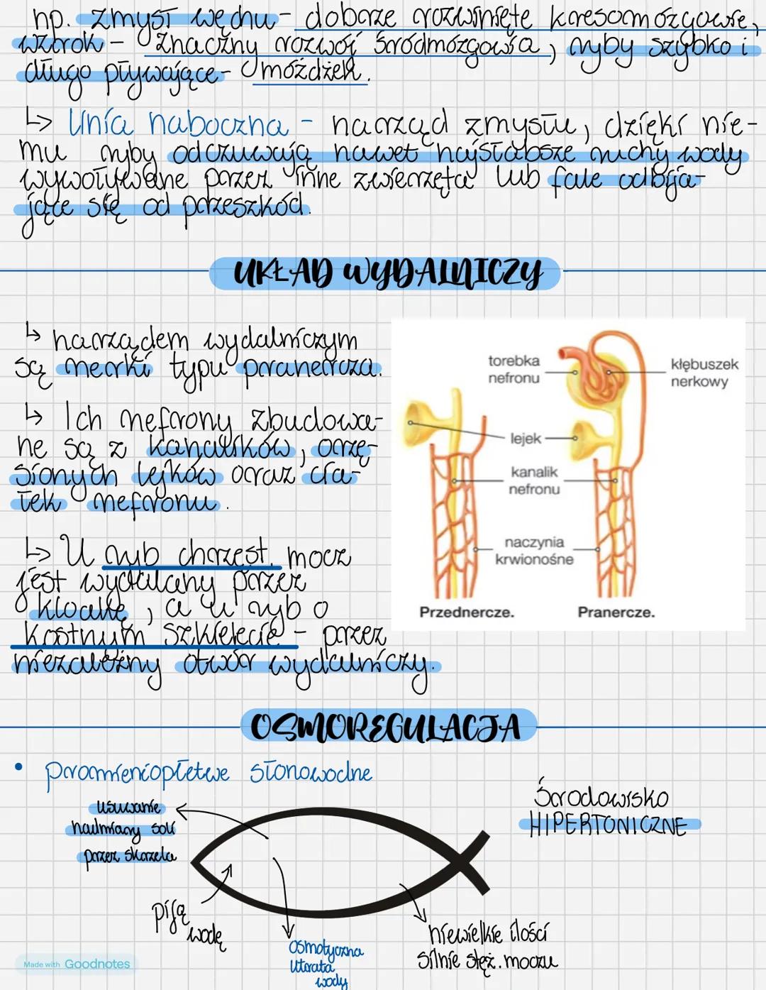 # RyBy
Kształt ciała zależy od warunków i torybu życia
ryby, ale zazwyczaj jest on worzecionowaty, co pozwala
na Tatwe pokoniwanie opone wo