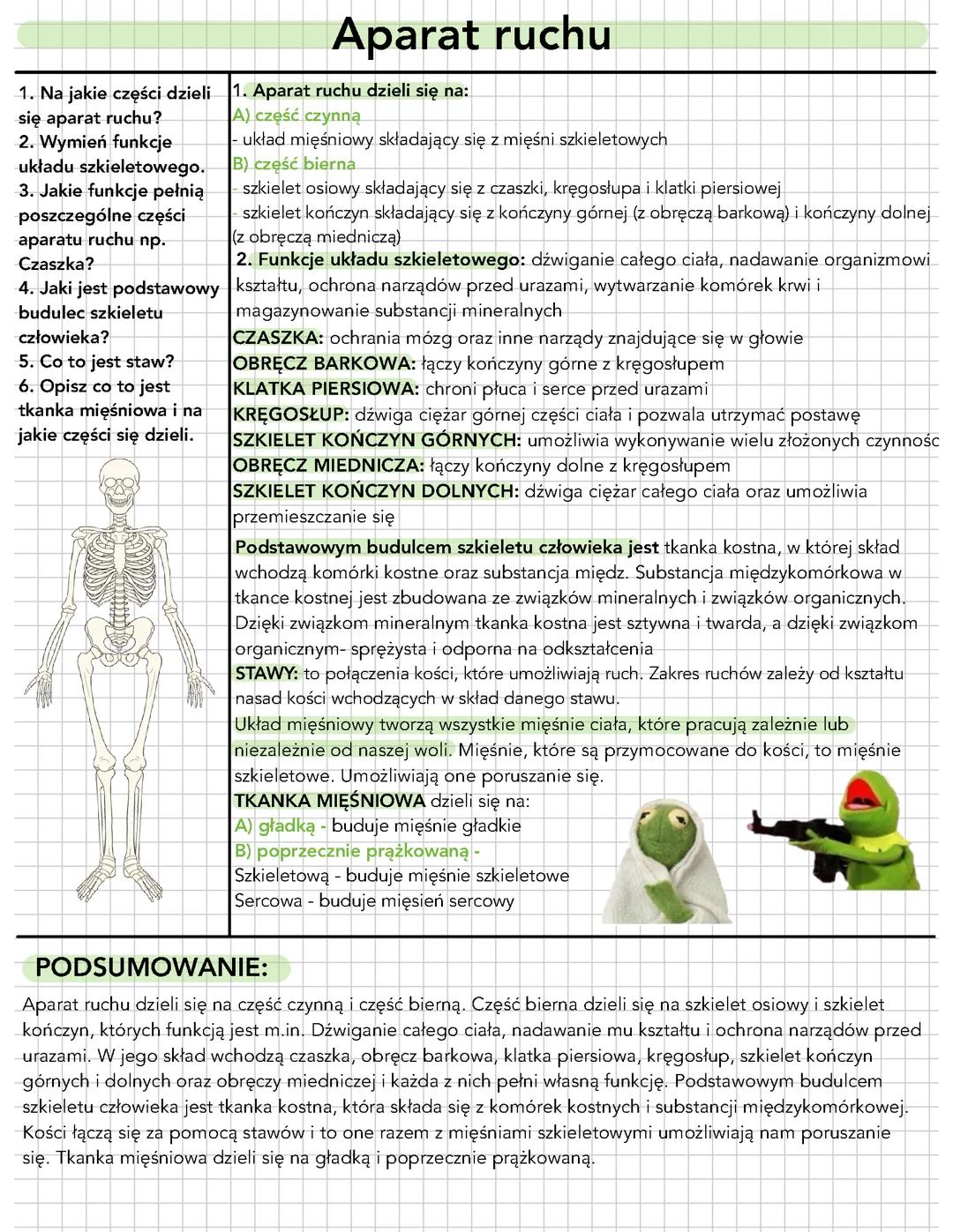Aparat ruchu, układ szkieletowy