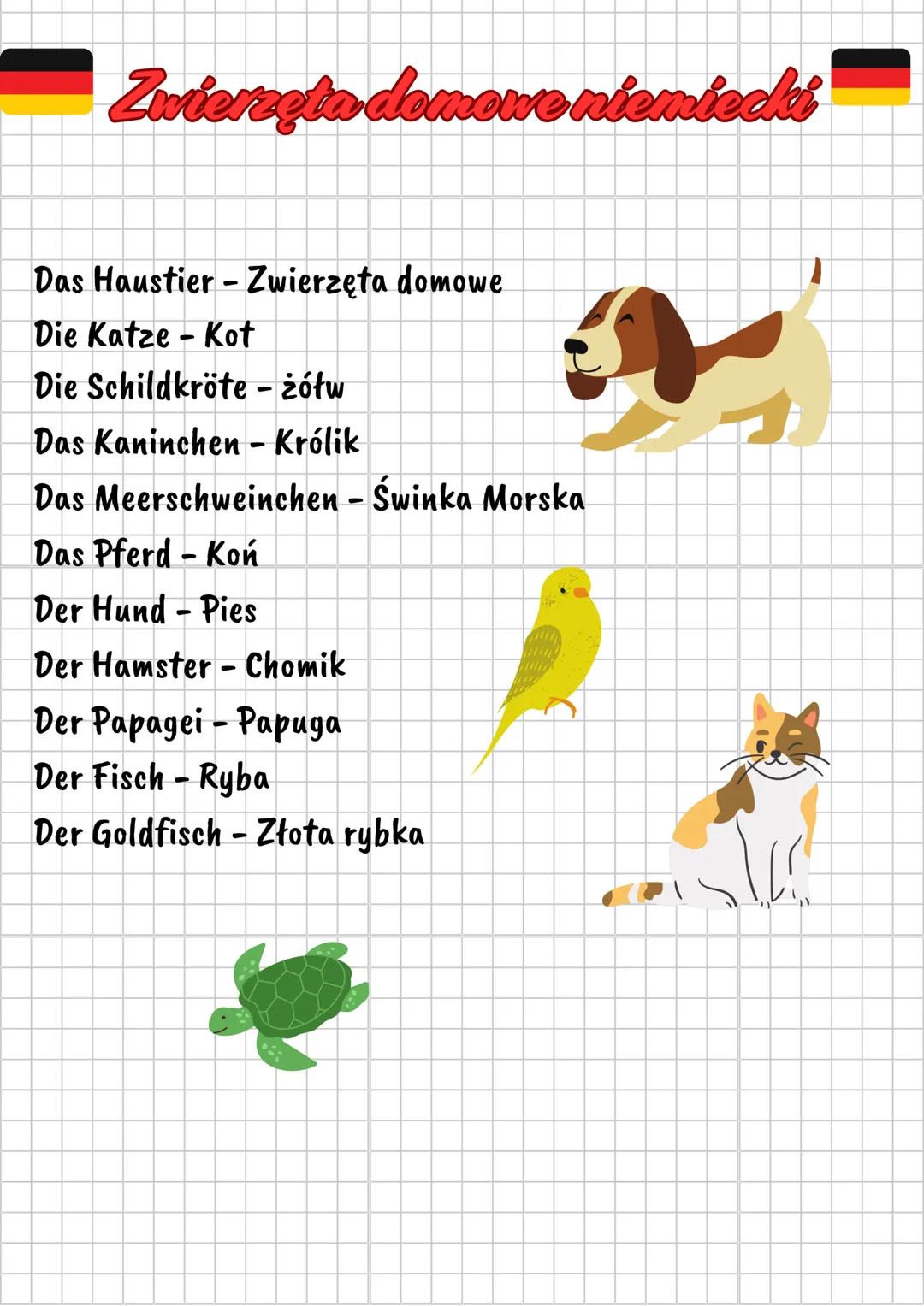 Zwierzęta domowe niemiecki
Das Haustier - Zwierzęta domowe
Die Katze - Kot
Die Schildkröte - żółw
Das Kaninchen - Królik
Das Meerschweinche