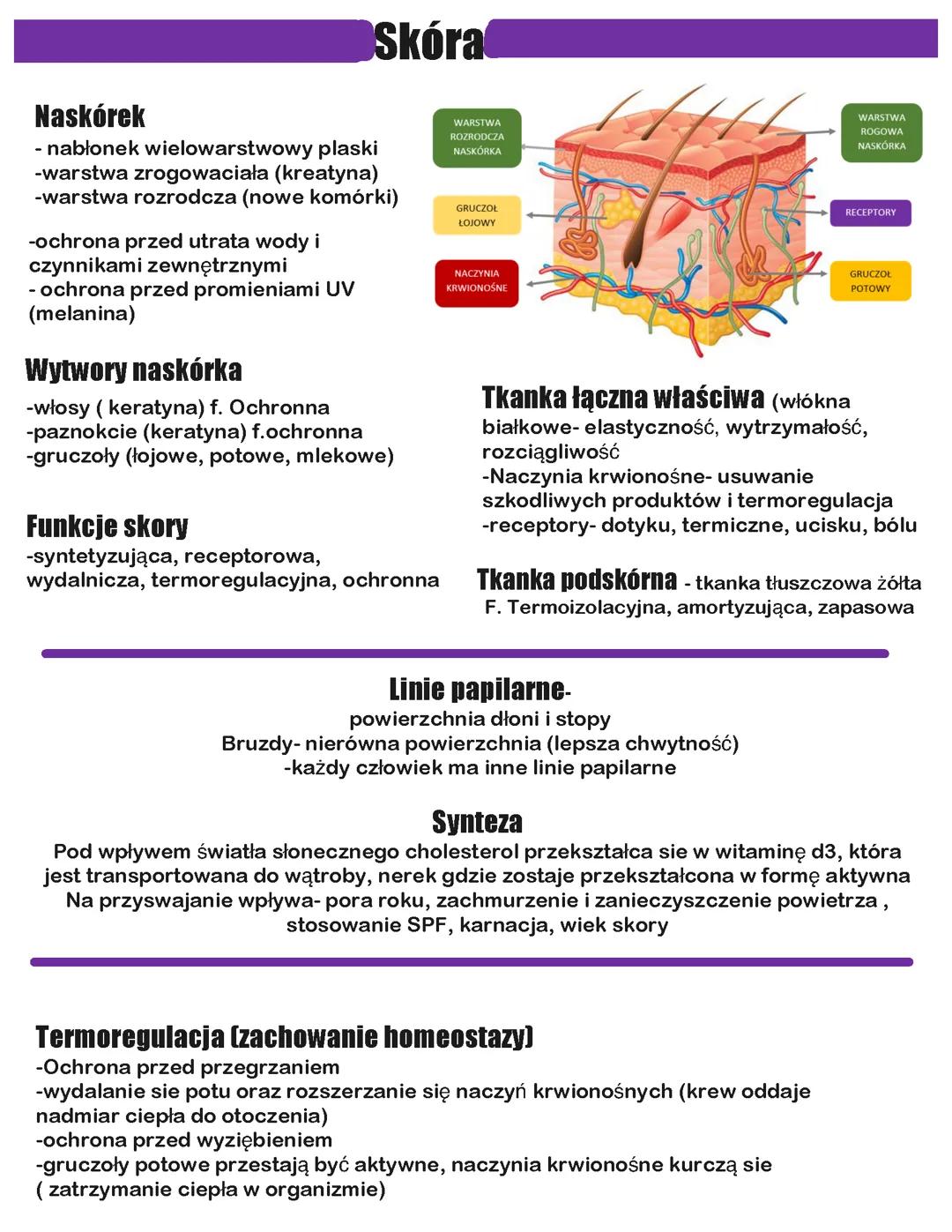 Budowa Skóry - Wyjaśnienia