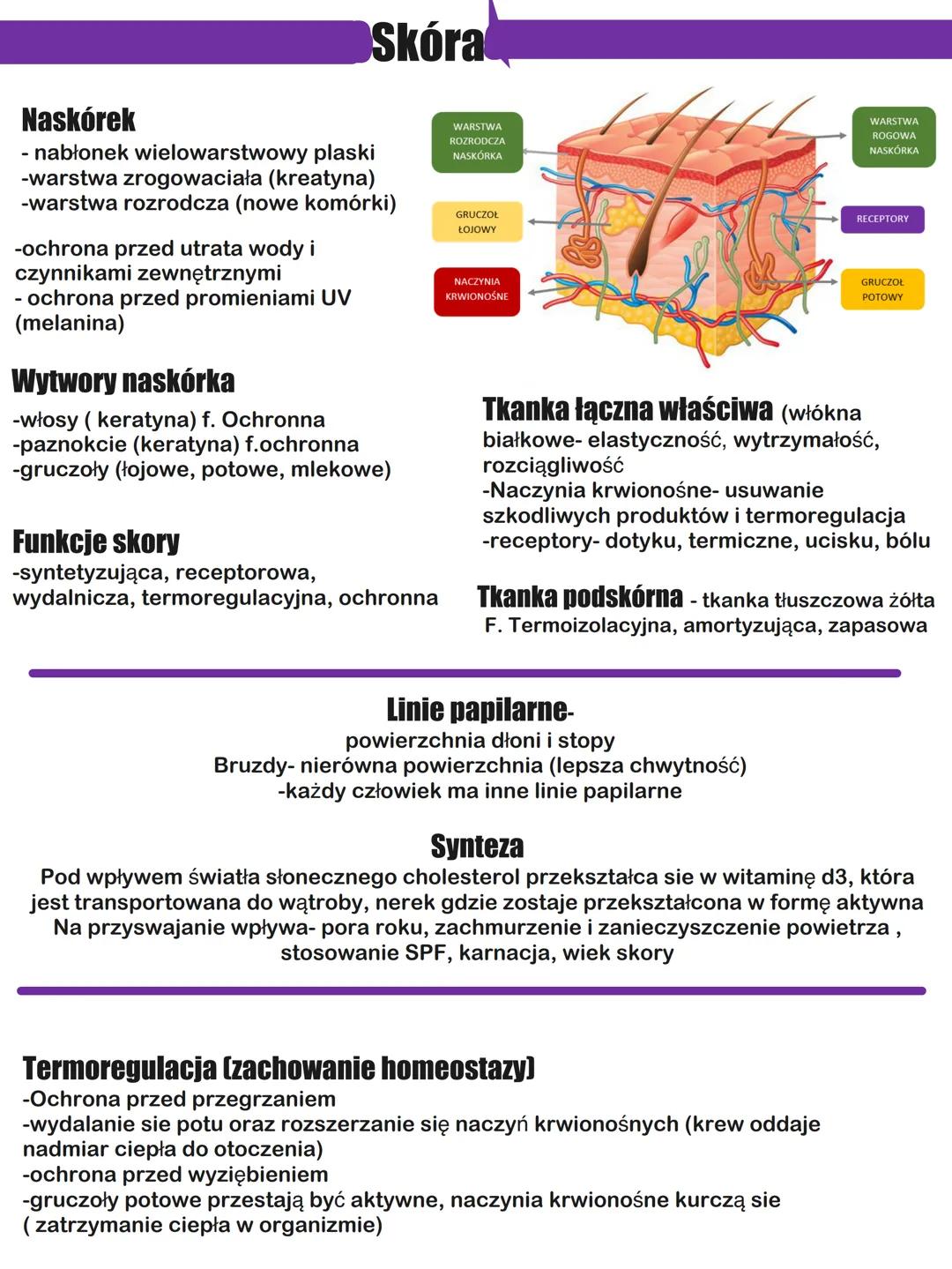 Skóra
Naskórek
- nabłonek wielowarstwowy plaski
-warstwa zrogowaciała (kreatyna)
-warstwa rozrodcza (nowe komórki)
-ochrona przed utrata wod
