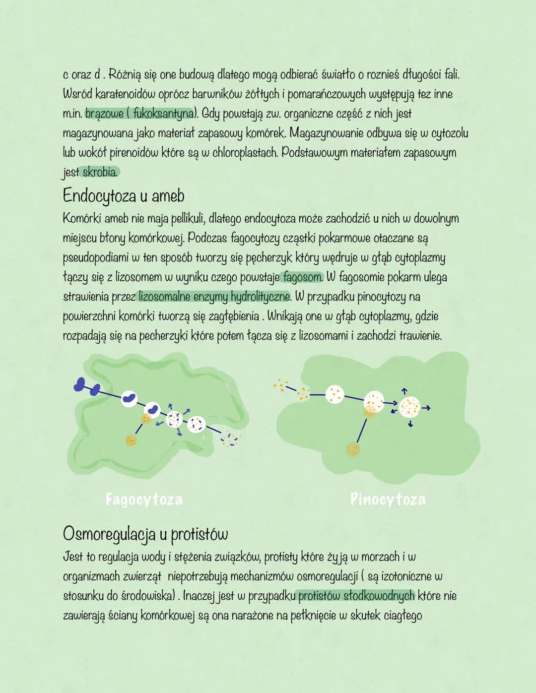 # Protisty
Podział ogólny protistów:
- Protisty zwierzęce-jednokomórkowe lub kolonijne, ich komórki nie mają ściany
komórkowej i zawierają