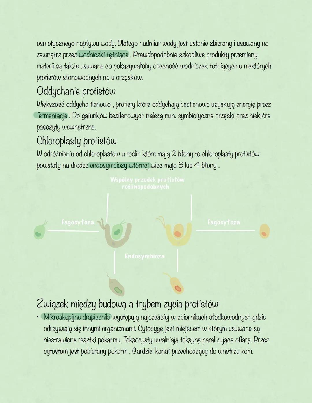# Protisty
Podział ogólny protistów:
- Protisty zwierzęce-jednokomórkowe lub kolonijne, ich komórki nie mają ściany
komórkowej i zawierają