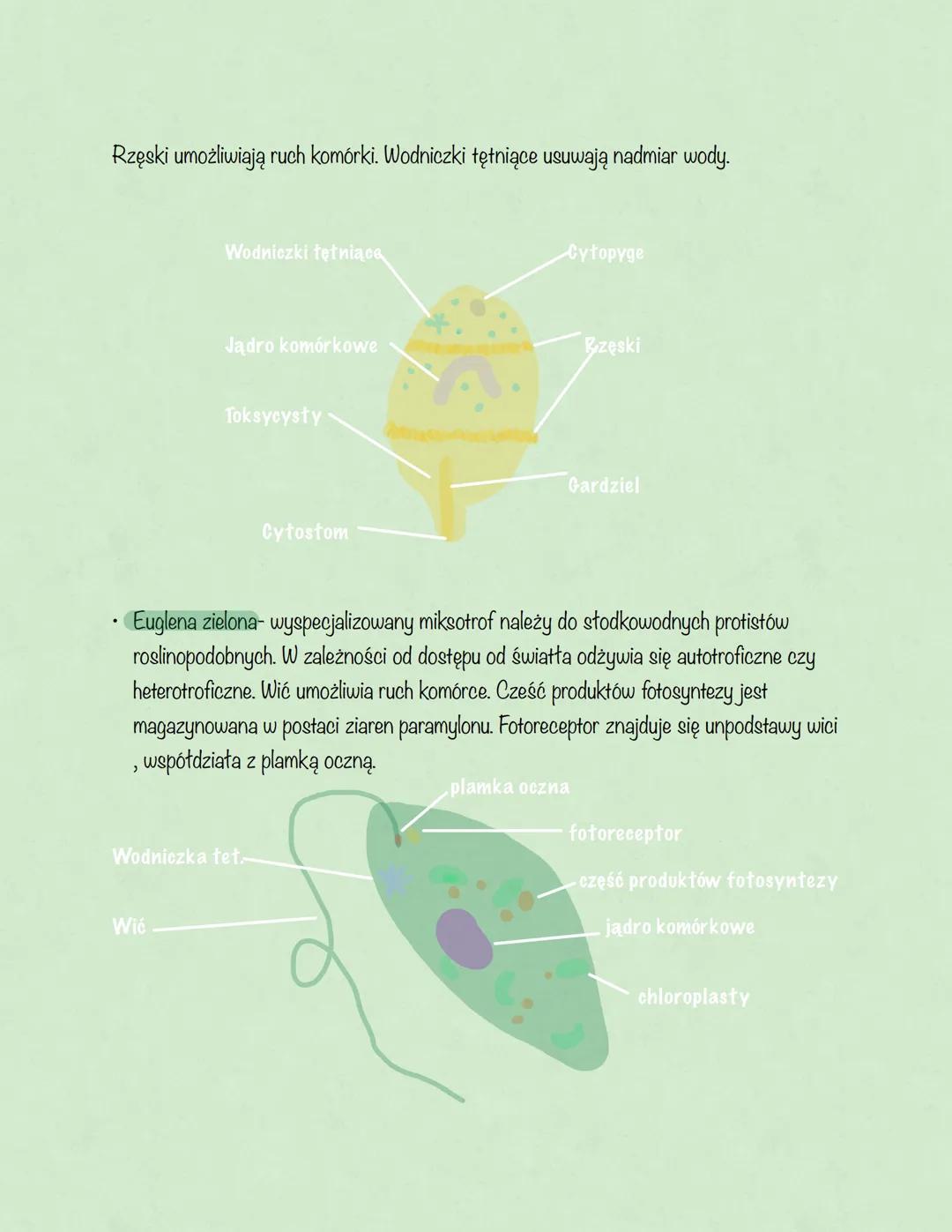 # Protisty
Podział ogólny protistów:
- Protisty zwierzęce-jednokomórkowe lub kolonijne, ich komórki nie mają ściany
komórkowej i zawierają
