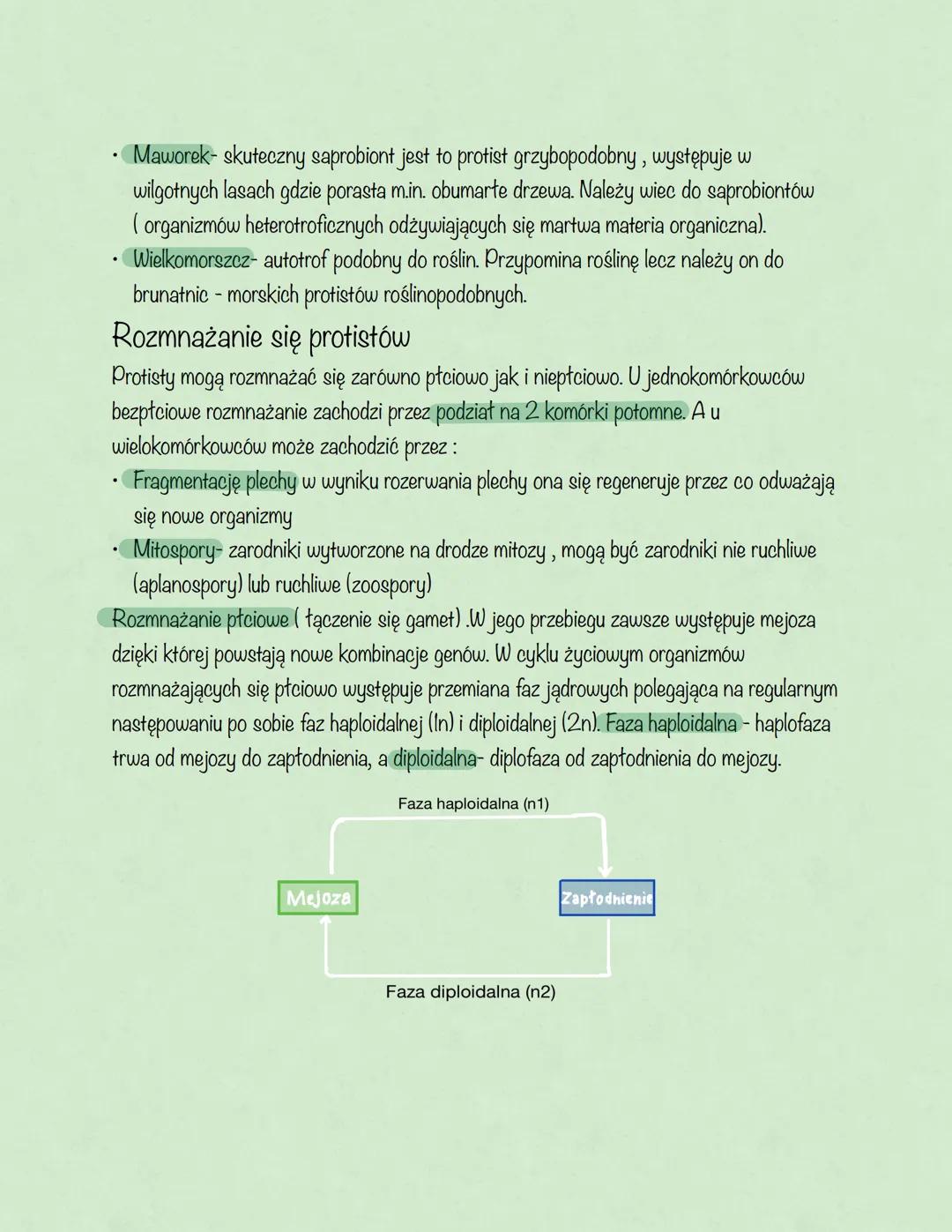 # Protisty
Podział ogólny protistów:
- Protisty zwierzęce-jednokomórkowe lub kolonijne, ich komórki nie mają ściany
komórkowej i zawierają