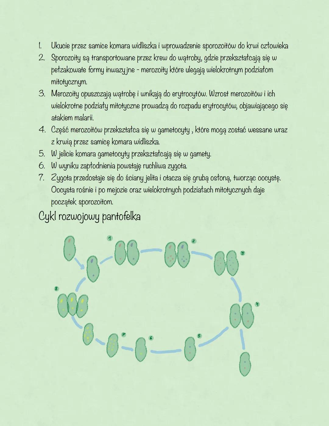 # Protisty
Podział ogólny protistów:
- Protisty zwierzęce-jednokomórkowe lub kolonijne, ich komórki nie mają ściany
komórkowej i zawierają
