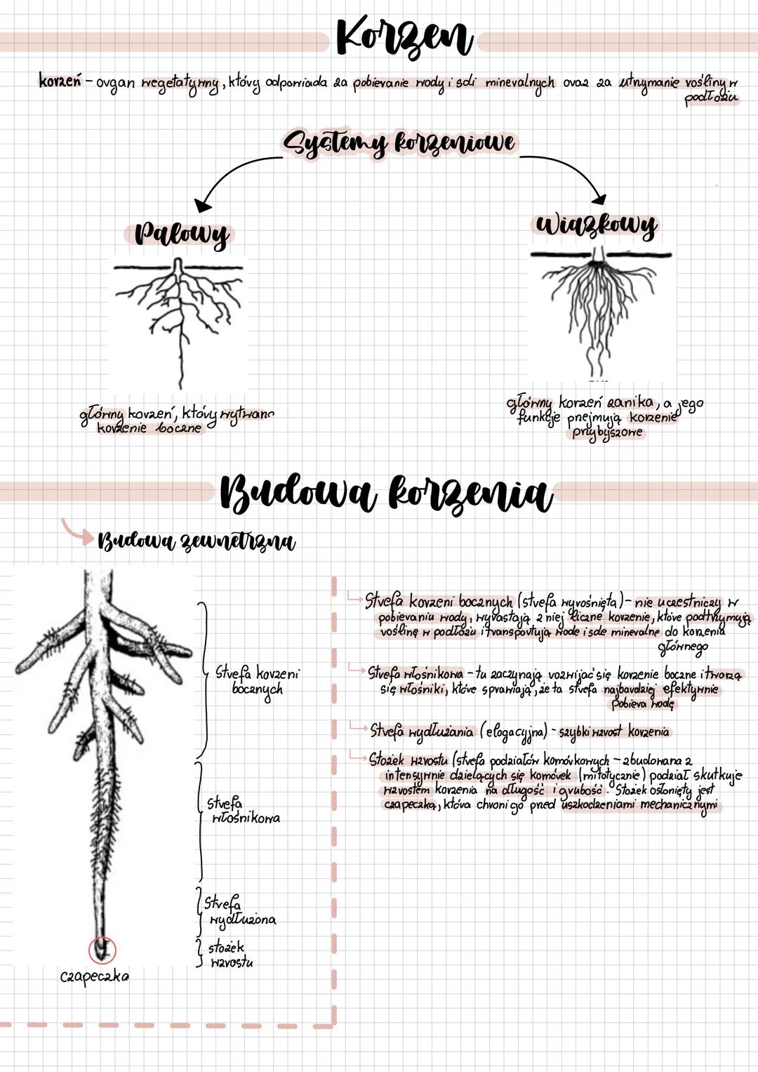 # Korzen
korzeń - ovgan wegetatywny, który odporriada za pobieranie wody i sdi minevalnych ovaz za utrymanie vośliny
Systemy korzeniowe
po