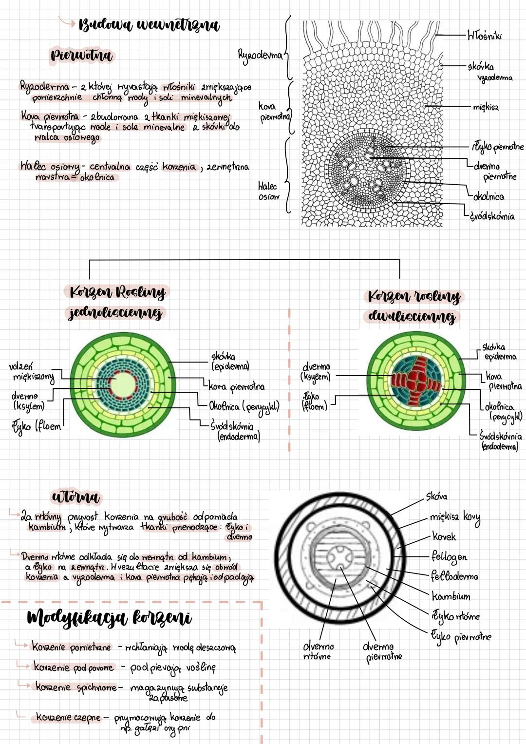 # Korzen
korzeń - ovgan wegetatywny, który odporriada za pobieranie wody i sdi minevalnych ovaz za utrymanie vośliny
Systemy korzeniowe
po