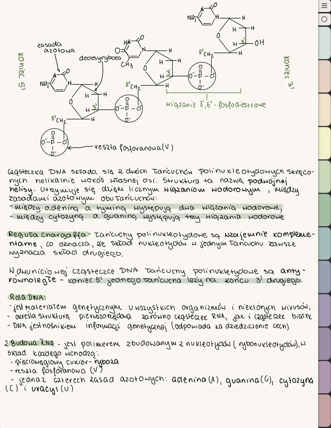 # BUDOWA I ROLA KWASOW NUKLEINOWYCH
1. Budowa DNA - Składa się 2 4 rodzajów nukleotydów. Każdy nukleotyl
Składa się z:
* pięciowęglowego