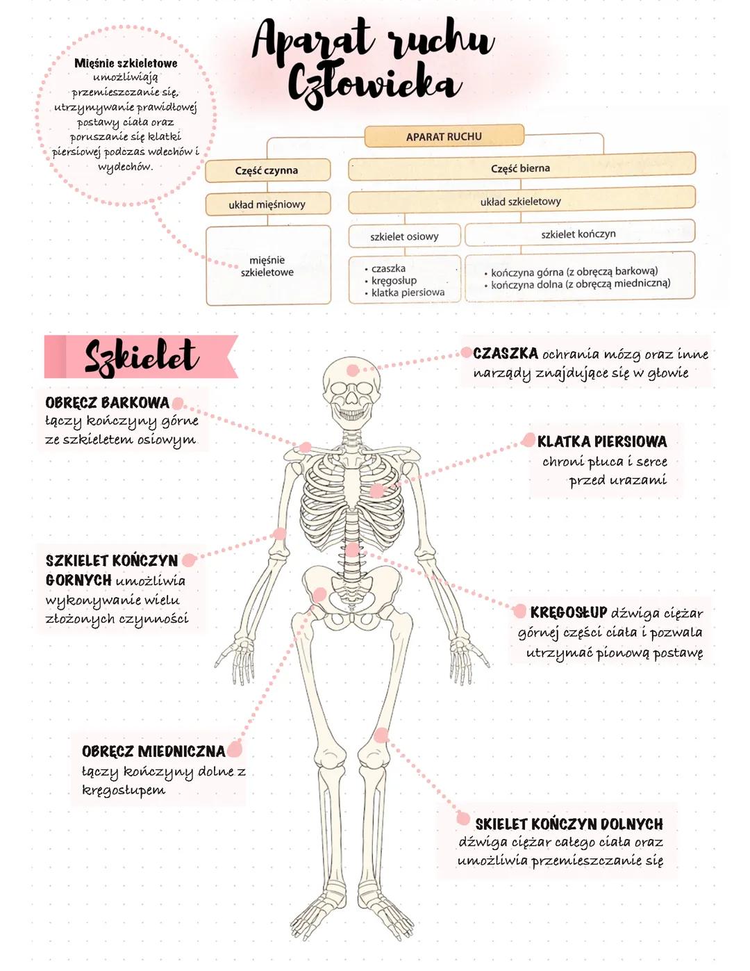 Aparat ruchu człowieka