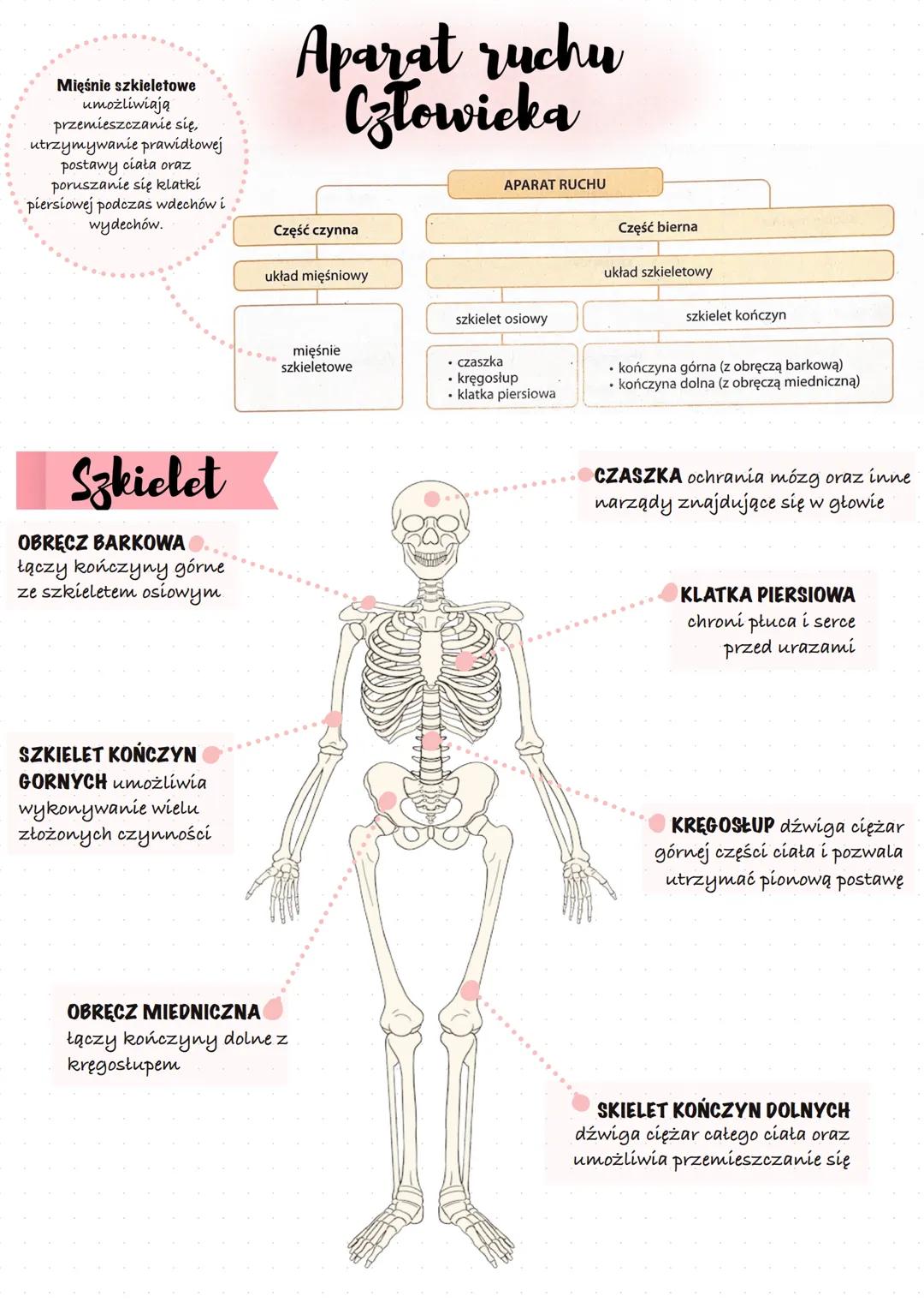 Mięśnie szkieletowe
umożliwiają
przemieszczanie się,
utrzymywanie prawidłowej
postawy ciała oraz
poruszanie się klatki
piersiowej podczas wd