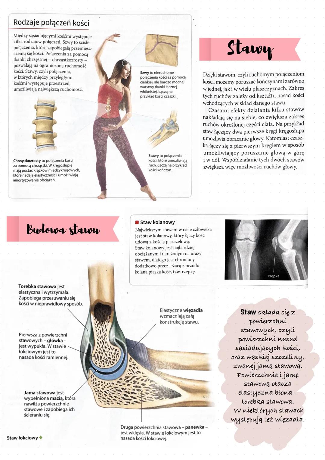 Mięśnie szkieletowe
umożliwiają
przemieszczanie się,
utrzymywanie prawidłowej
postawy ciała oraz
poruszanie się klatki
piersiowej podczas wd