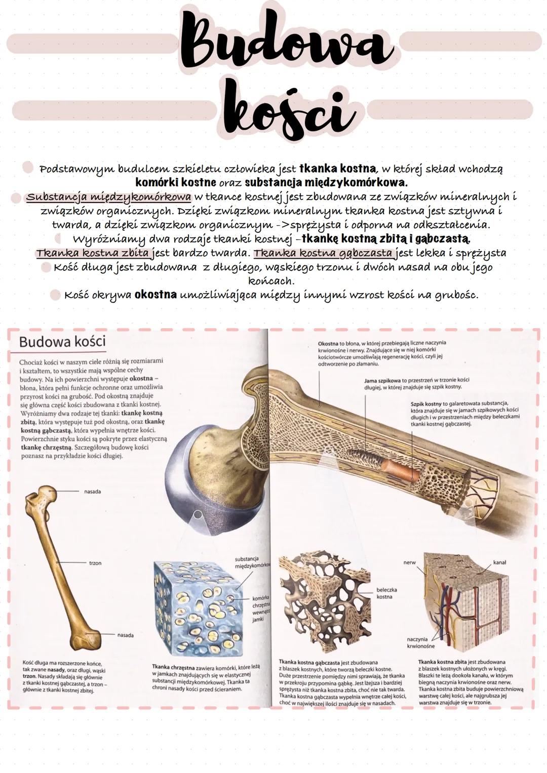 Mięśnie szkieletowe
umożliwiają
przemieszczanie się,
utrzymywanie prawidłowej
postawy ciała oraz
poruszanie się klatki
piersiowej podczas wd