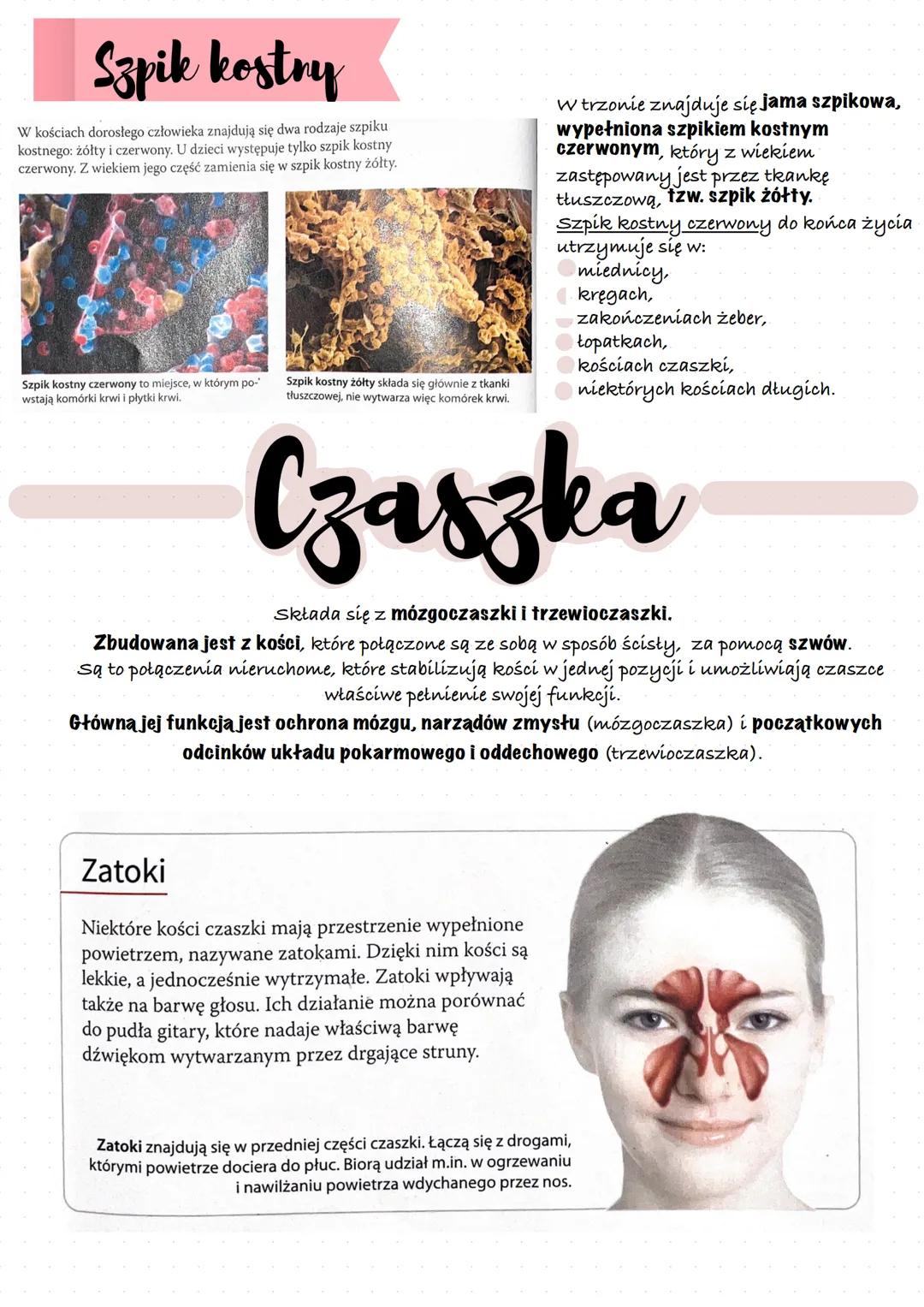 Mięśnie szkieletowe
umożliwiają
przemieszczanie się,
utrzymywanie prawidłowej
postawy ciała oraz
poruszanie się klatki
piersiowej podczas wd