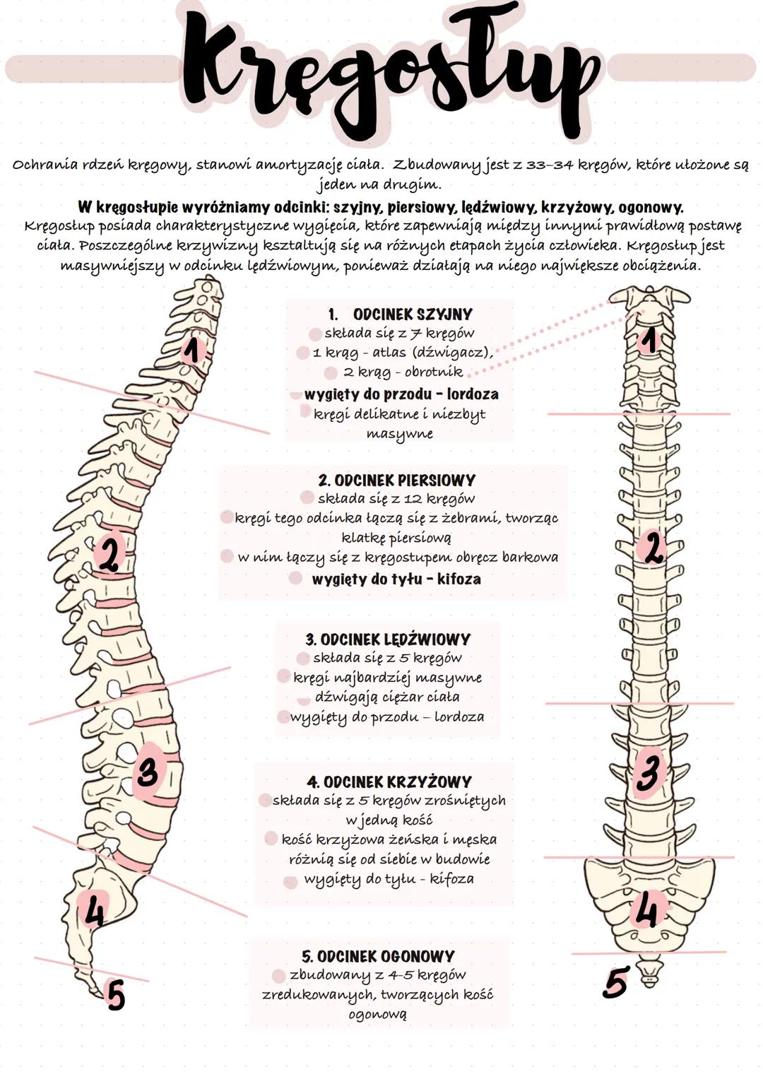 Mięśnie szkieletowe
umożliwiają
przemieszczanie się,
utrzymywanie prawidłowej
postawy ciała oraz
poruszanie się klatki
piersiowej podczas wd