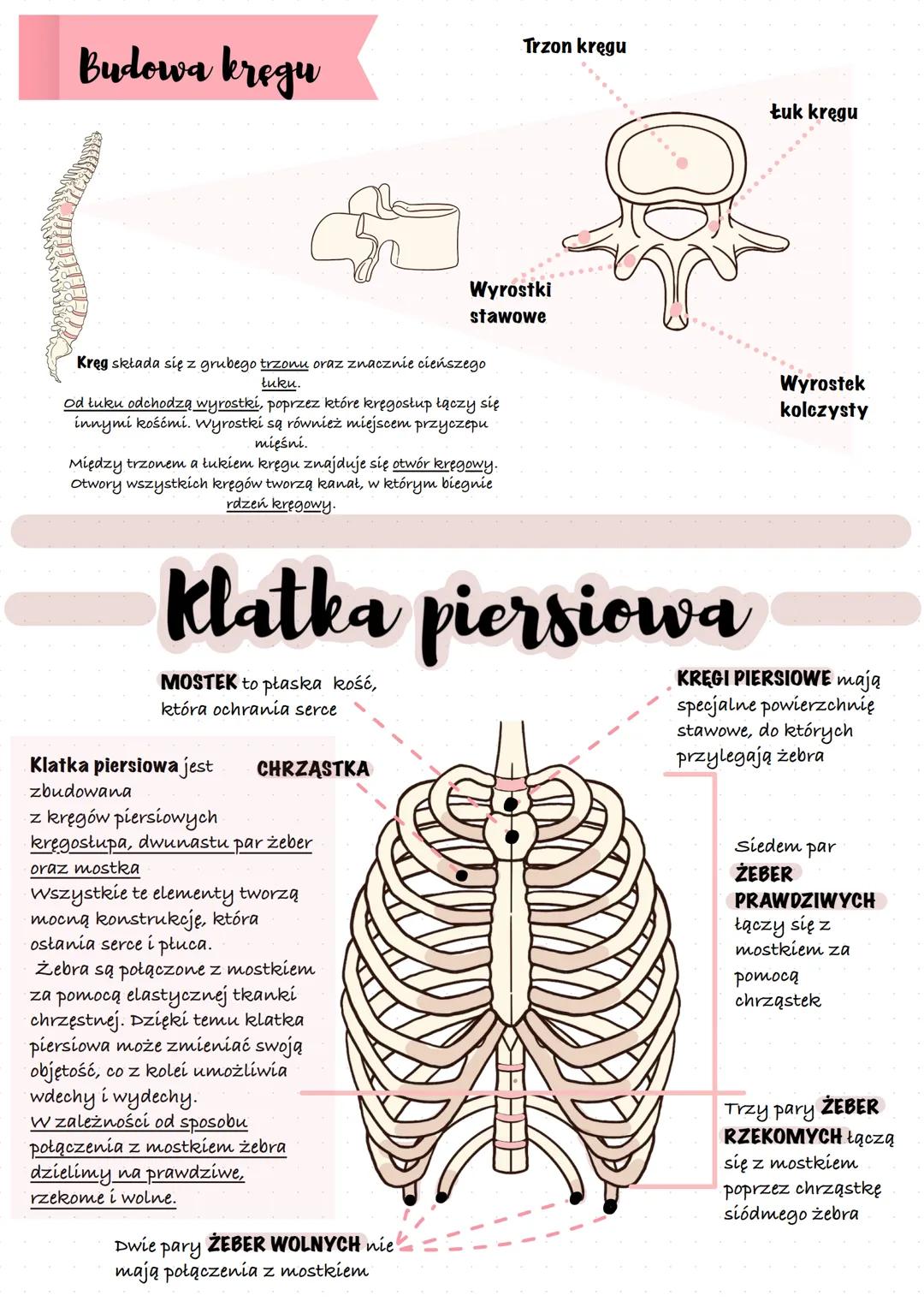 Mięśnie szkieletowe
umożliwiają
przemieszczanie się,
utrzymywanie prawidłowej
postawy ciała oraz
poruszanie się klatki
piersiowej podczas wd
