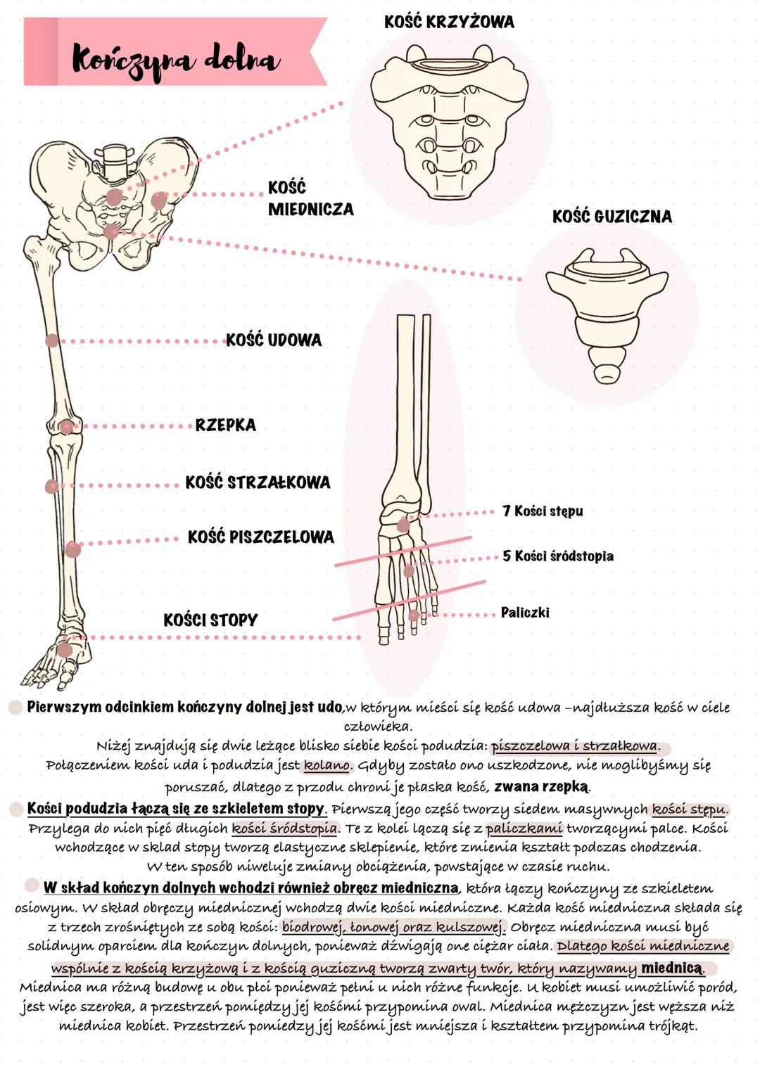 Mięśnie szkieletowe
umożliwiają
przemieszczanie się,
utrzymywanie prawidłowej
postawy ciała oraz
poruszanie się klatki
piersiowej podczas wd