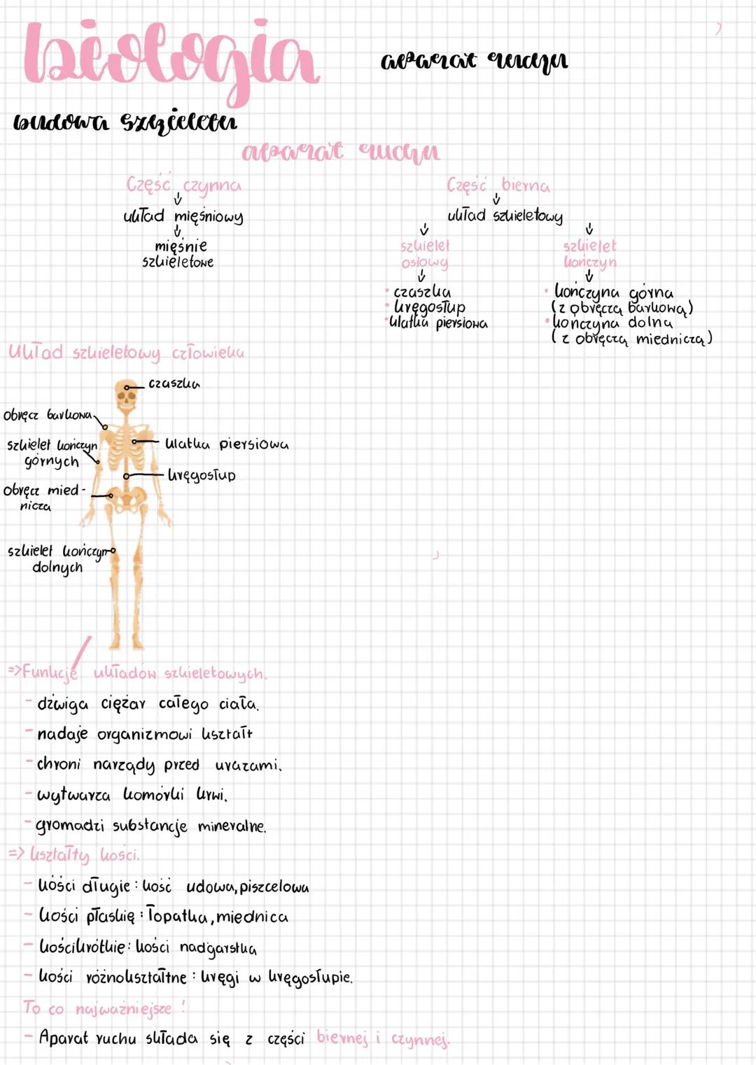 # biologia aparat repea
# budowa Szzieletu
# abarat ruсци
Część czynna
↓
ulutad mięśniowy
↓
mięśnie
szkieletone
UuTad szkieletowy cz