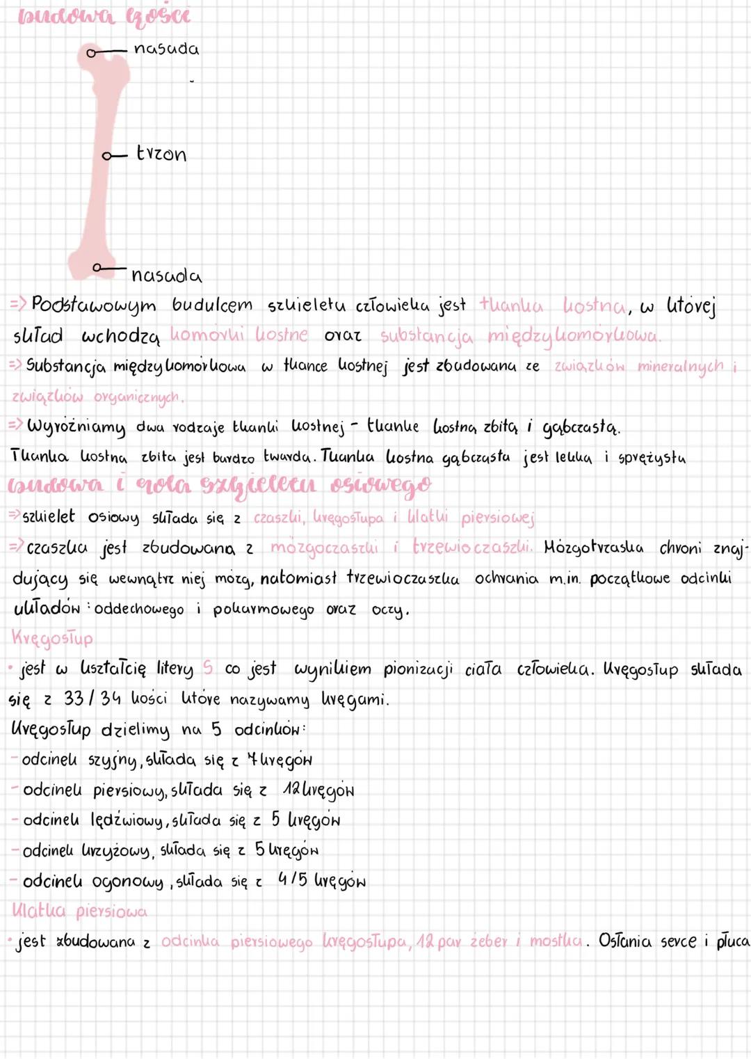 # biologia aparat repea
# budowa Szzieletu
# abarat ruсци
Część czynna
↓
ulutad mięśniowy
↓
mięśnie
szkieletone
UuTad szkieletowy cz