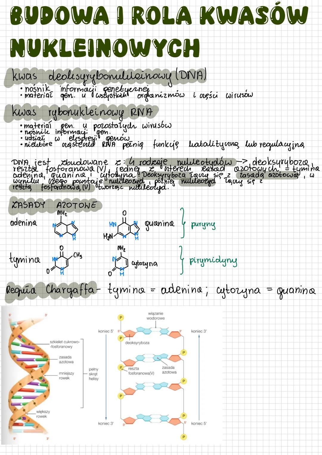 # BUDOWA I ROLA KWASÓW
# NUKLEINOWYCH
kwas deolisyrybonullainowy (DNA)
- nosila informayenetyernganizmów
- material
kwas rybonuklein