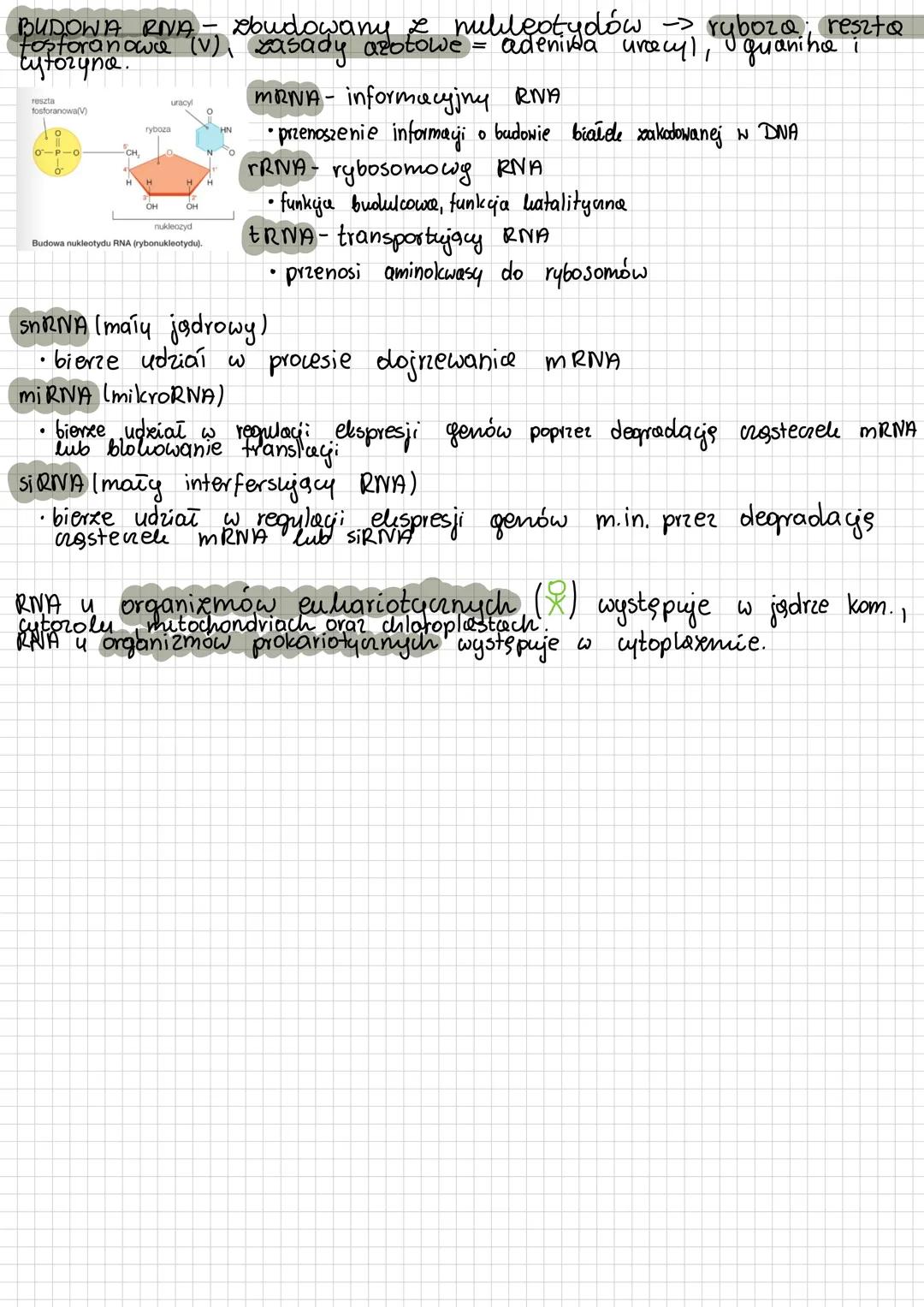 # BUDOWA I ROLA KWASÓW
# NUKLEINOWYCH
kwas deolisyrybonullainowy (DNA)
- nosila informayenetyernganizmów
- material
kwas rybonuklein